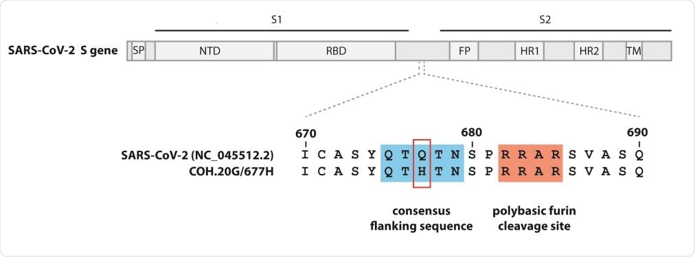 Site of the Q677H mutation in Spike gene in the QTQTN motif conservation/furin cleavage site. Signal peptide (SP), N‐terminal domain (NTD), receptor‐binding domain (RBD), fusion peptide (FP), heptad repeat 1 (HR1), heptad repeat 2 (HR2), and transmembrane domain (TM).