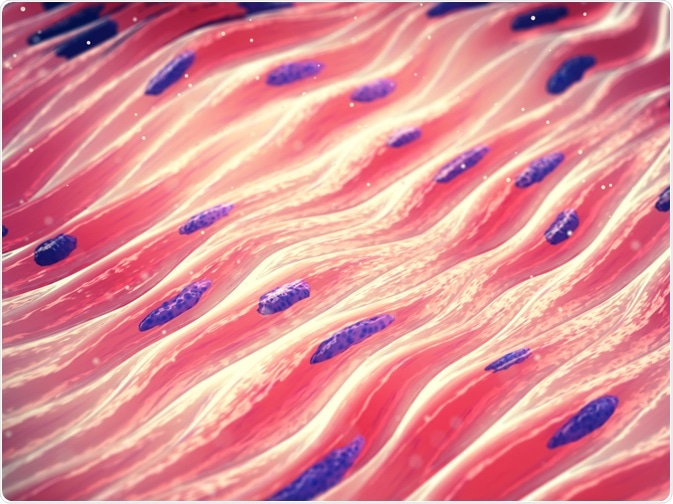muscle tissue