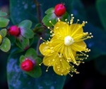 Research suggests St. John's Wort and Echinacea could protect against COVID-19