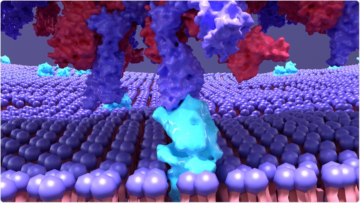 Study: CD8+ T cell epitope variations suggest a potential antigen presentation deficiency for spike protein of SARS-CoV-2. Image Credit: Design_Cells / Shutterstock