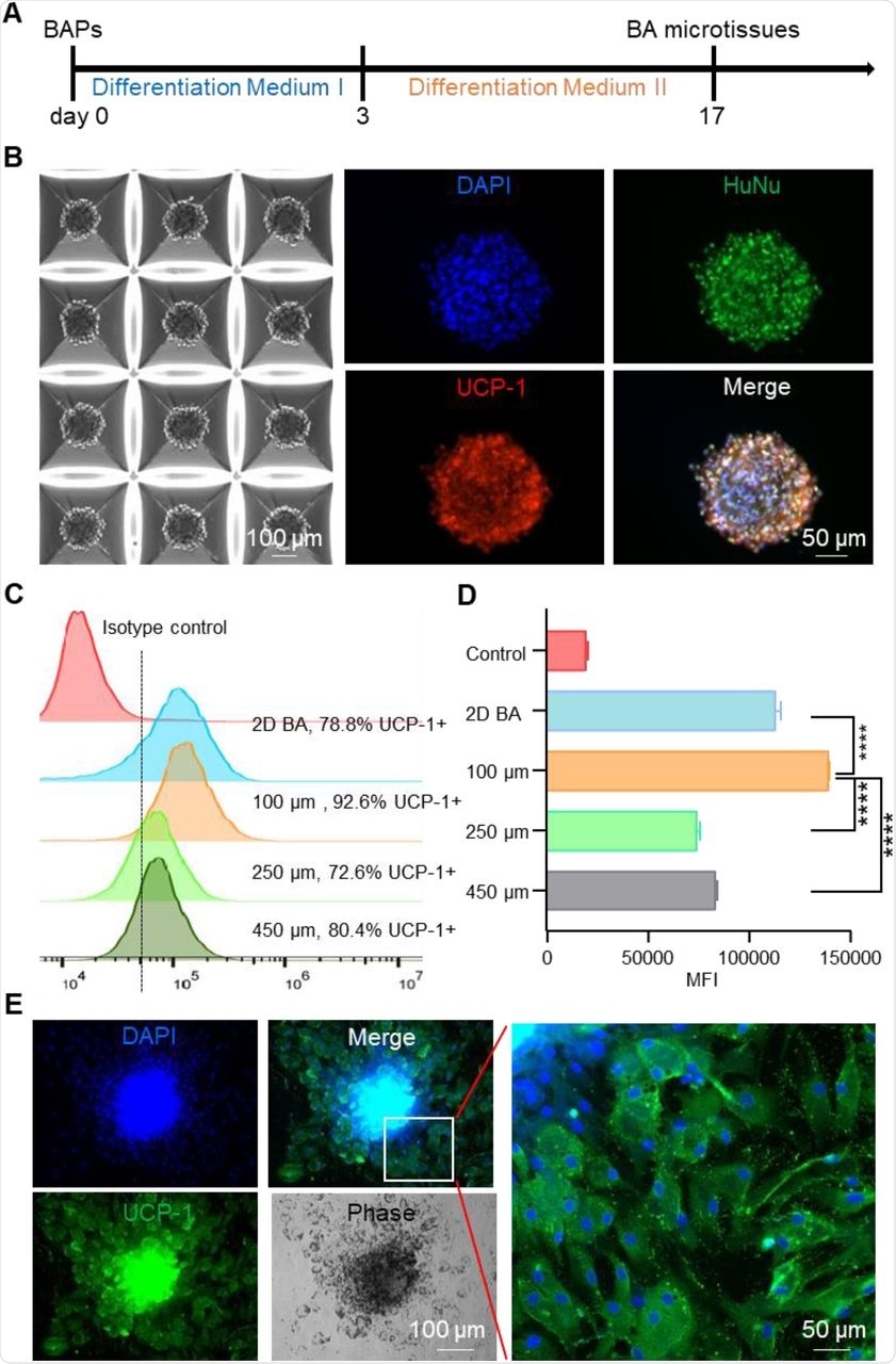 3D culture enhanced BA differentiation. (A) BA differentiation protocol. (B) 3D BA microtissues in microwells on day 17 and their immunostaining. HuNu: human nuclear antigen. (C) Flow cytometry analysis of UCP-1 expression on day 17 for BAs prepared in 2D culture and 3D culture with varied aggregate sizes. (D) The mean fluorescent intensity (MFI) of UCP-1 as measured with flow cytometry in (C). (E) The day 17 BA microtissues were plated on 2D surface for 6 days and stained for UCP-1 expression. Data are represented as mean ± SEM (n=3). ****p < 0.0001.