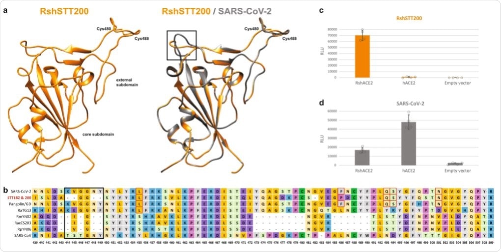 a Homology modeling of the RBD structure. The three-dimensional structure of the RshSTT200 Spike RBD was modeled using the Swiss-Model program employing the structure of SARS-CoV-2 (PDB: 6yla.1) as a template. The core and external subdomains are colored orange, and gray for RshSTT200 and SARS-CoV-2, respectively. The shortening a loop near the receptor-binding site of RshSTT200 are indicated by a black rectangle. The cysteines involved in a conserved disulfide bond are indicated. b Alignment of the receptor binding motif amino acid sequences of selected betaCoVs. c RshSTT200 spike (deleted for the last 21 amino acids) pseudovirus entry into HEK293T cells transfected with either RshACE2, hACE2 or an empty vector (pLenti-puro). d SARS-CoV-2 spike pseudovirus entry into HEK293T cells transfected with either RshACE2, hACE2 or an empty vector (pLenti-puro). Data are represented as mean ± standard deviation of technical replicates (n = 4) and are representative of three independent experiments. Source data are provided as a Source Data file.