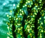 Green seaweed extract exhibits anti-SARS-CoV-2 activity in vitro