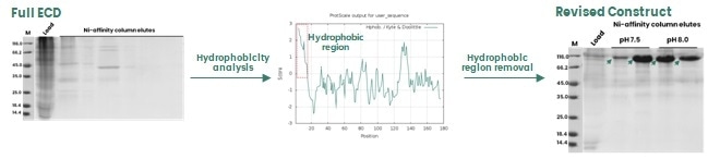 Removal of a hydrophobic region in the protein sequence to enhance protein expression in insect cells.