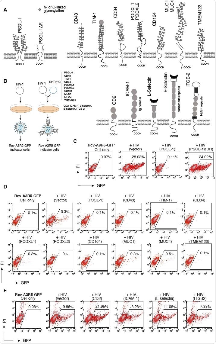 SHREK proteins inactivate HIV-1 virion infectivity. (A) Schematic of PSGL-1 and PSGL-1 ΔDR mutant, SHREK proteins, and other surface receptors used in this study. (B) Schematic of virion production in the presence of SHREK proteins in virus producer cells. (C) Requirement of the DR domain of PSGL-1 for blocking HIV-1 infectivity. HEK293T cells were cotransfected with HIV(NL4-3) DNA (1 μg) plus the vector expressing PSGL-1 or PSGL-1ΔDR (400ng). Virions were harvested at 48 hours post-transfection and normalized for p24, and viral infectivity was quantified by infecting Rev-A3R5-GFP indicator cells. HIV-1 replication was quantified by GFP expression at 72 hours post infection. (D) SHREK proteins inactivate HIV-1 virion infectivity. HEK293T cells were cotransfected with HIV(NL4-3) DNA (1 μg ) plus each individual SHREK protein (500 ng). Virions were harvested at 48 hours and normalized for p24, and viral infectivity was quantified by infecting Rev-A3R5-GFP indicator cells. Shown are the percentages of GFP+ cells at 48 hours post infection. (E) For comparison, cells were also similarly cotransfected with HIV-1(NL4-3) DNA plus an empty vector or the vector expressing CD2, ICAM-1, L-selectin, or ITGB2. Virions were harvested and quantified by infecting Rev-A3R5-GFP indicator cells.