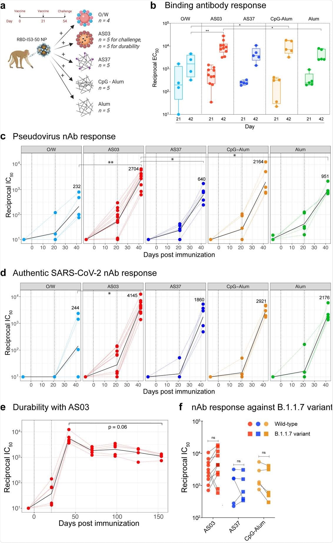 SARS-CoV-2 RBD-NP immunization induces robust antibody responses a, Schematic representation of the study design. b, SARS-CoV-2 S-specific IgG titers (plotted as reciprocal EC50) in sera collected at days 21 and 42 measured by ELISA. The box shows median and 25th and 75th percentiles and the error bars show the range. c - d, Serum nAb titers (plotted as reciprocal IC50) determined using a SARS-CoV-2 S pseudovirus (c) and authentic SARS-CoV-2 (d) entry assay at day -7, 21 and 42. In c and d, the black line represents the geometric mean of all data points. The numbers represent geometric mean titers on day 42. Asterisks represent the statistically significant differences between two groups analyzed by two-sided Mann-Whitney rank-sum test (* p < 0.05, ** p < 0.01). e, SARS-CoV-2 S-specific nAb titers against authentic SARS-CoV-2 virus measured at time points indicated on X-axis. Statistical difference between the time points was analyzed by two-sided Wilcoxon matched-pairs signed-rank. f, Serum nAb titers against the wild-type (circles) or the B1.1.7 (squares) variant live-virus measured in serum collected at day 42, 3 weeks following secondary immunization. The statistical differences between wildtype and variant within each group were analyzed by two-sided Wilcoxon matched-pairs signed-rank test (* p < 0.05).