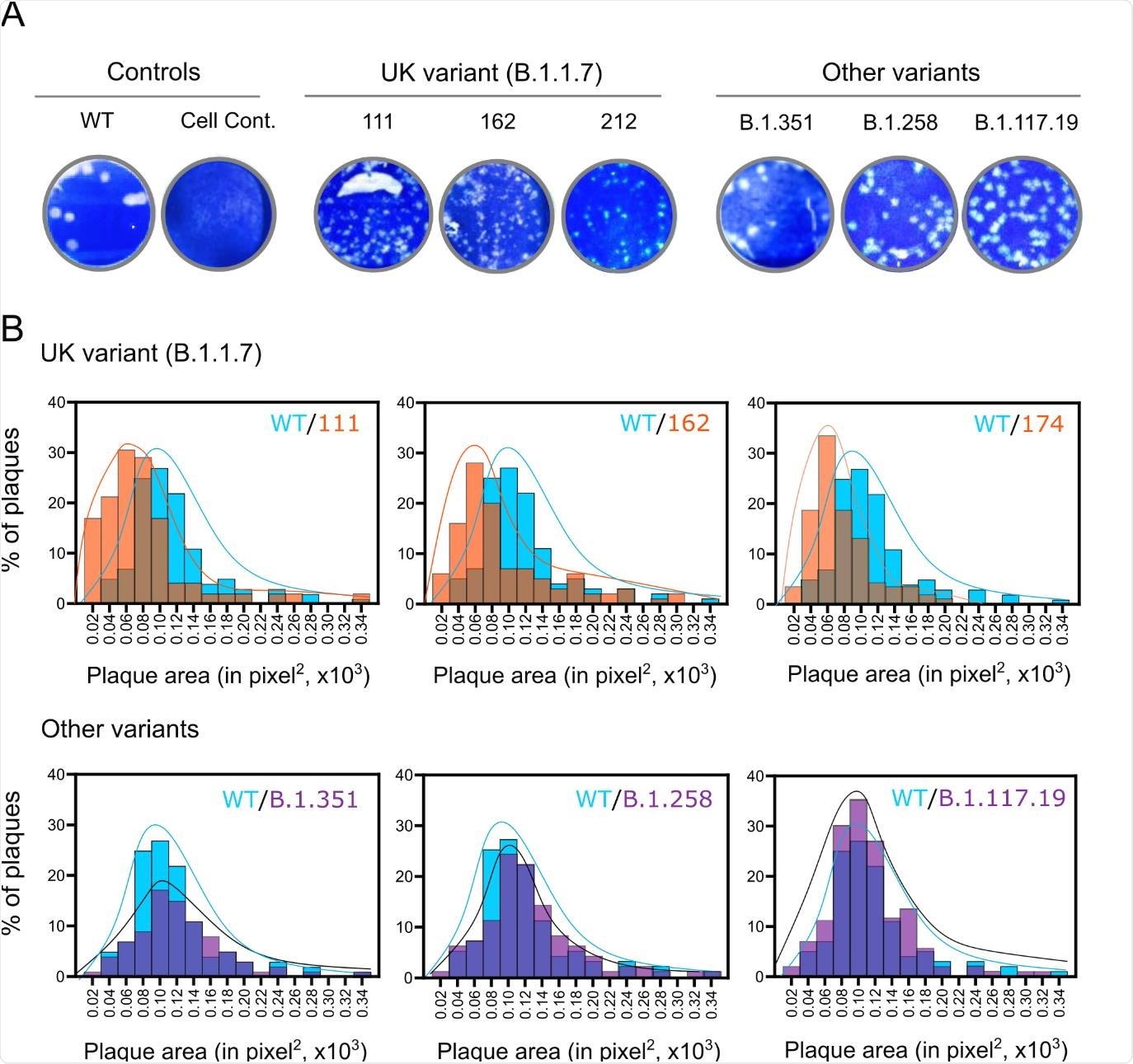 Plaque sizes of SARS-CoV-2 lineage B.1.1.7 isolates. Vero cells were infected with WT SARS135 CoV-2 (IC19) or the indicated B.1.1.7 or other contemporaneous variants. Cells were overlaid with agar at 37°C for 72 h and plaques were visualised through crystal violet staining. (A) Representative images of virus plaques. (B) Histograms of plaque sizes quantified using ImageJ. A minimum of 300 plaques per virus were measured.