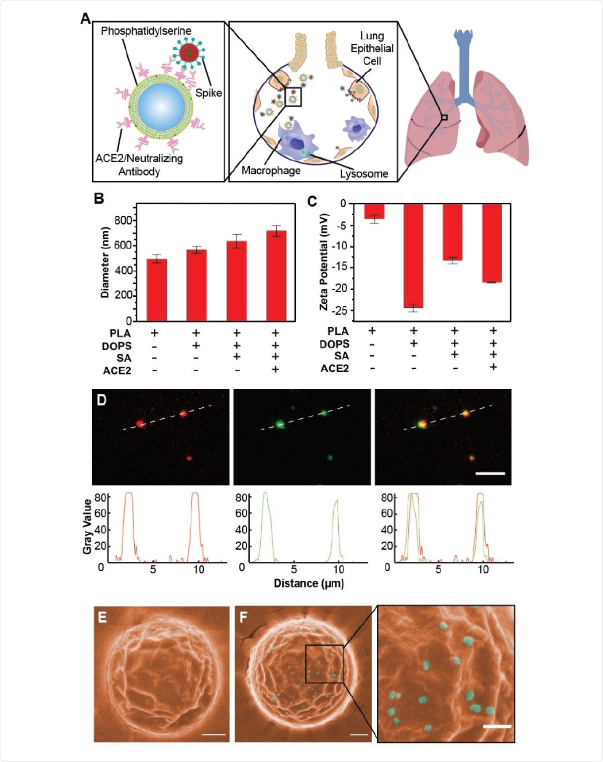 Schematic design, synthesis, and characterization of Nanotraps for SARS-CoV-2. (A) Schematic illustration showing the process of the Nanotraps with polymeric core coated with lipid-bilayer functionalized with ACE2 protein/neutralizing antibody. Following intratracheal administration, Nanotraps efficiently accumulated and trapped SARS-CoV-2 virionsin the lung tissue forming virus-Nanotrap complexes, which can be cleared by macrophages via phagocytosis, thereby blocking viral cellentry. (B-C) Dynamic light scattering (B) and Zeta-potential measurements (C) during different stages of Nanotrap preparation. (D) Fluorescent images of the prepared Nanotraps with PLA polymeric core (DiD, red) and ACE2 (anti-ACE2-AF488, green). Scale bar represents 5 µm. Dotted lines represent displayed plot profile below. (E-F) Pseudocolored SEM images of Nanotraps alone (E, orange) or with SARS-CoV-2 pseudovirus (F, cyan). To better visualize the selectivity for viral binding, larger Nanotraps were imaged. Scale bar represents 300 nm.