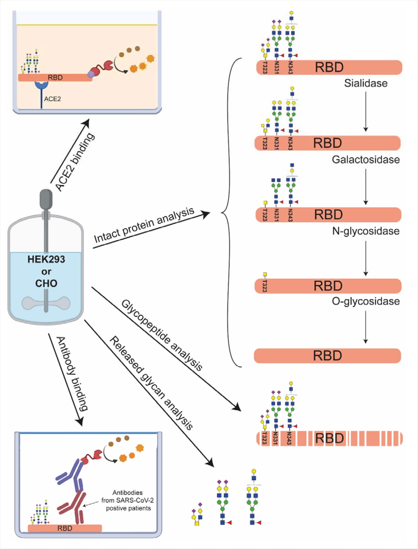 Multilevel characterization of RBDs produced in HEK293 or CHO cells. Next to intact protein analysis using CE-MS and MALDI-ISD-MS the samples are structurally characterized by glycan dissection, glycopeptide analysis and released glycan analysis. Their functional characterization was performed by measuring their binding characteristics to ACE2 and anti-SARS-CoV-2 antibodies.