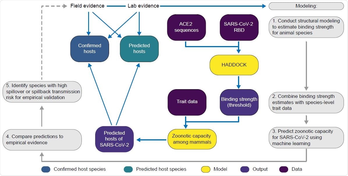 A flowchart showing the progression of our workflow combining evidence from limited lab and field studies with additional data types to predict zoonotic capacity across mammals through multi-scale statistical modeling (gray boxes, steps 1-5). For all vertebrates with published ACE2 sequences, we modelled the interface of species