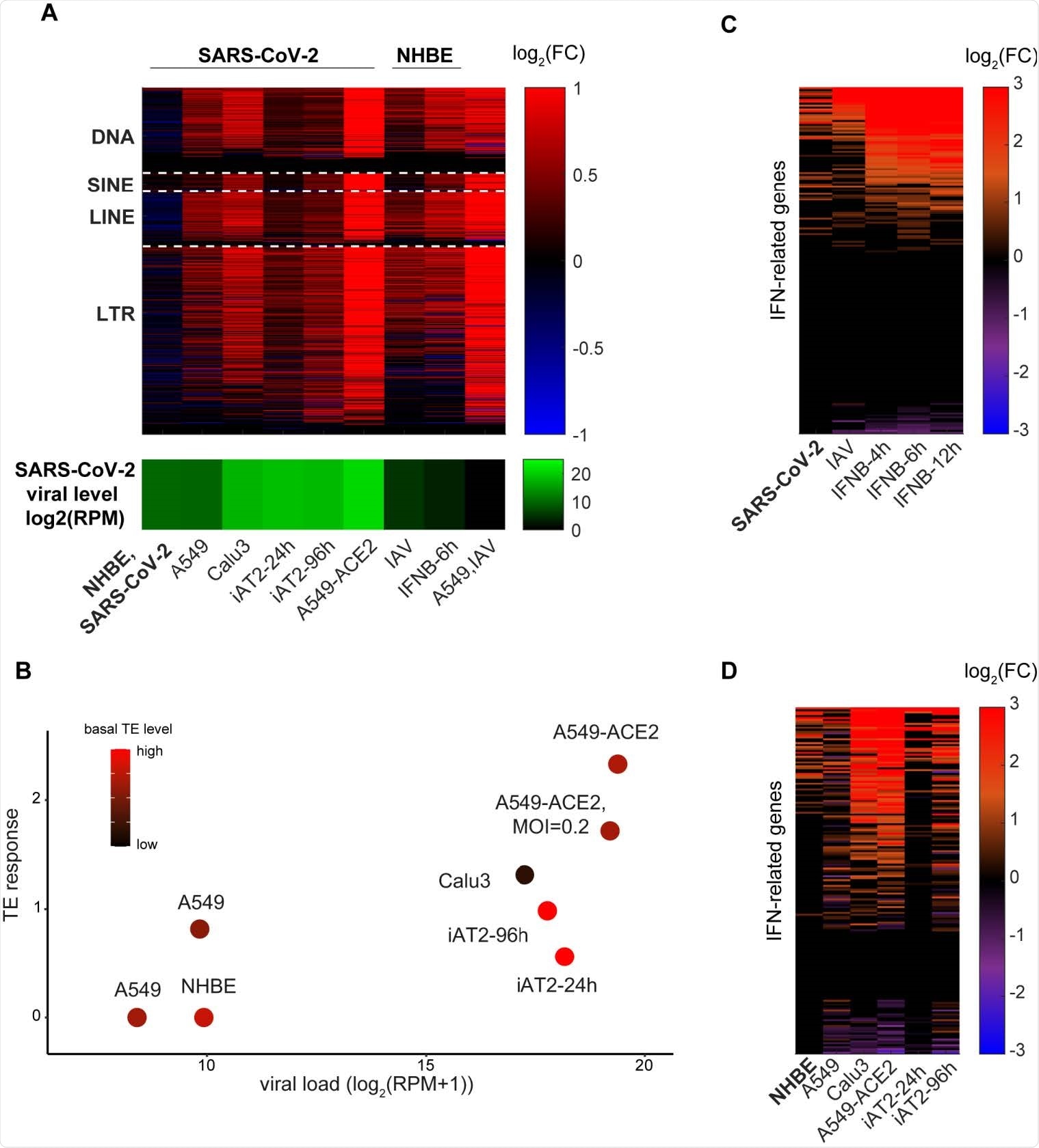 TEs expression changes and IFN response to SARS-CoV-2 and IAV infections. A. Log2-fold change in expression level of TE subfamilies (DNA, SINE, LINE and LTR) in different cell lines and in the different conditions indicated. SARS-CoV-2 viral levels (green) are depicted in the bottom panel. B. TE induction levels is correlated with TE basal levels pre-infection and SARS-CoV-2 viral levels. Linear regression coefficients are 0.158 and -0.57 for viral load and basal TE level, respectively (R2=0.81). C-D. The IFN transcriptional response among NHBE cells (C) and among SARS-CoV-2-infected cells (D).