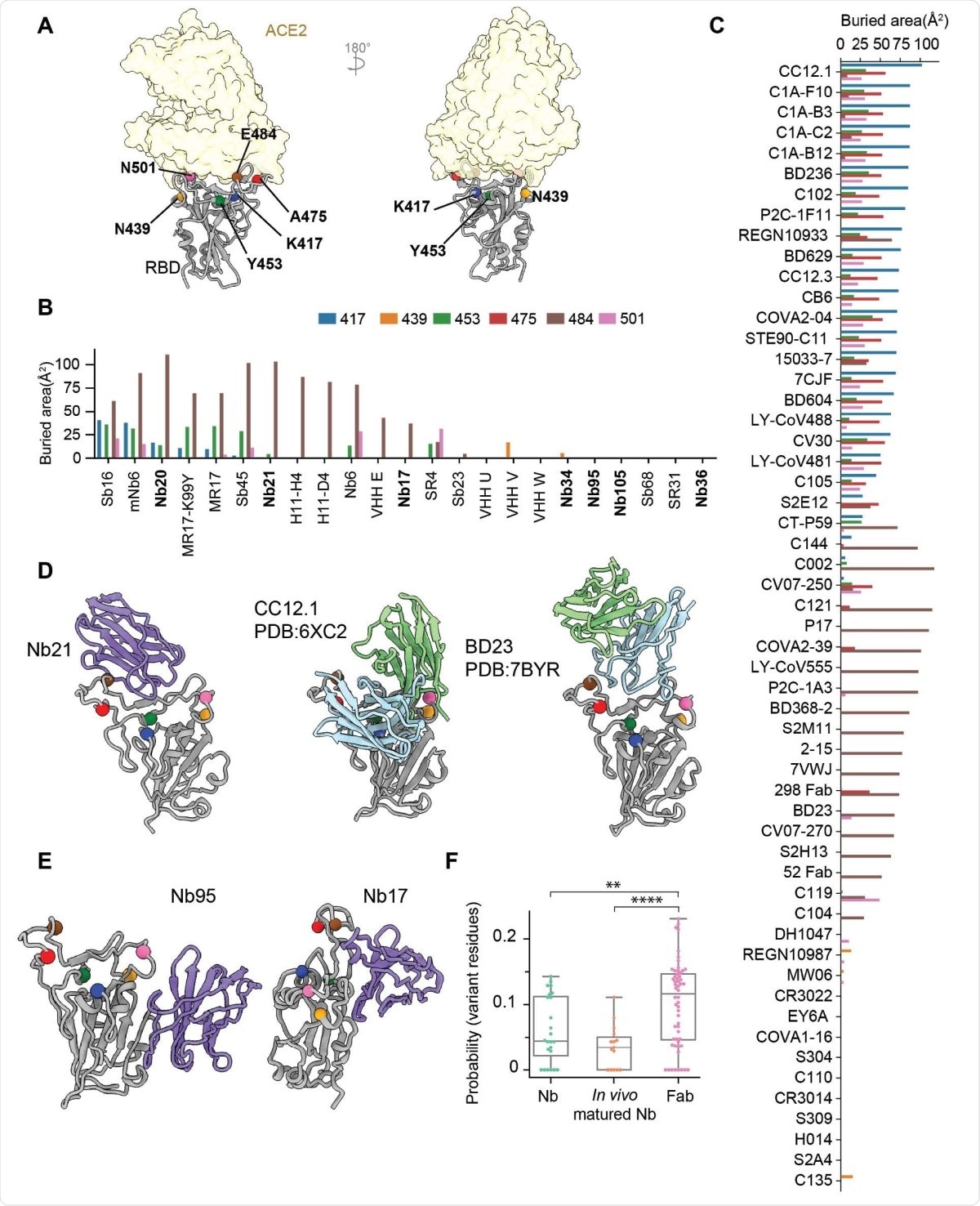mAbs and Nbs binding to RBD are differently affected by mutations in the circulating variants. 6A: Localization of six RBD residues where major circulating variants mutate.. 6B: Buried surface area of Nbs by different RBD residues. 6C: Buried surface area of Fabs by different RBD residues. 6D-E: Representative structures of different classes of Nbs with major variants residues shown as spheres. Two fab structures binding similarly to Class I Nbs were also shown on the side. 6F: The boxplot showing probability of an epitope residue to hit one of the mutations in variants