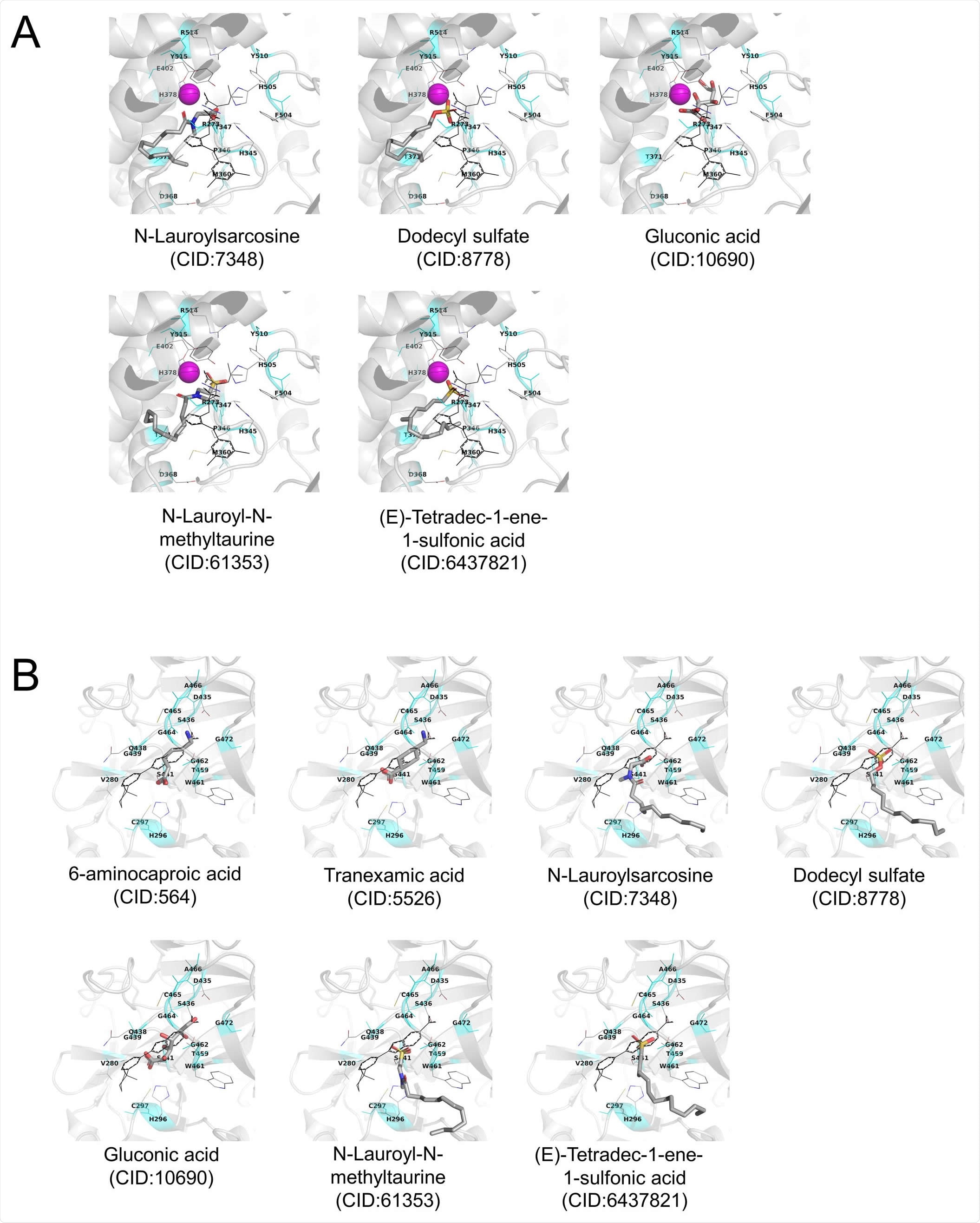 Stable docking mode of the selected ingredients obtained from AutoDock Vina docking simulations A) Human ACE2. B) Human TMPRSS2 model. Stable docking mode of test compounds is shown as CPK-colored tubes. The original crystal structure of the inhibitor is shown in black lines. A magenta sphere shows Zn2+ ion. Inhibitor-binding site located at 3 Å from all heavy atoms of the crystal inhibitor is shown in cyan color. Amino acid residues located at 3 Å from the inhibitor are shown using thin tubes with label. Hydrogen atoms are neglected.