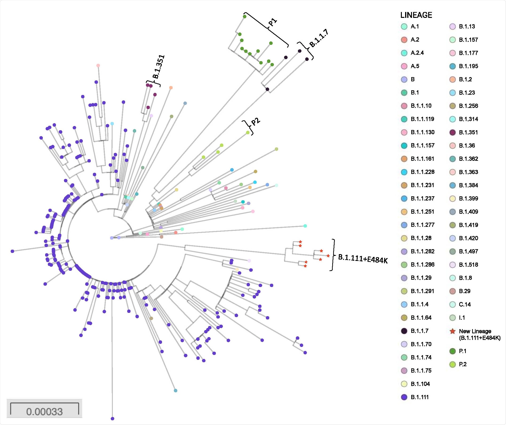 Phylogenetic tree of the new lineage of SARS-CoV-2 emerging from B.1.111 lineage. The tree was reconstructed by maximum likelihood with the estimated GTR+F+I nucleotide substitution model for the dataset of 304 full-length genomes, representative of the principal recently emerging lineages. The interactive tree can be accessed in the following link: https://microreact.org/project/nFBT2K1JdjcMuEPH7u32Ar/6d9eb0c0. Red stars represent the sequences belonging to the new lineage.