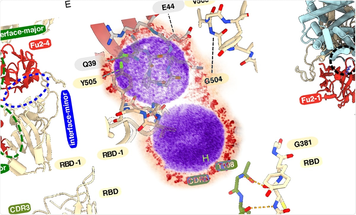 Study: A bispecific monomeric nanobody induces SARS-COV-2 spike trimer dimers