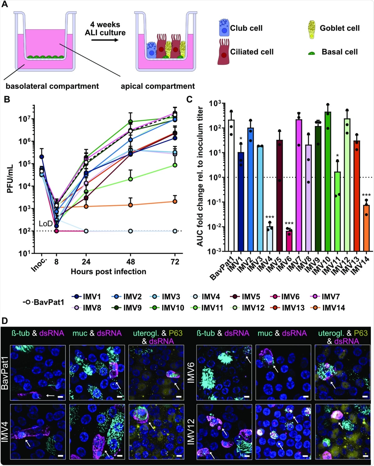 Characterization of SARS-CoV-2 isolates in primary human BEpCs. (A) Schematic representation of primary human BEpC differentiation into a pseudostratified airway epithelium by culturing at ALI on transwell plates. (B) Differentiated BEpCs from donor 1 were infected with 6,000 PFU of each SARS-CoV-2 isolate from the apical side. At several times postinfection, apical washes were harvested, and virus titers were determined by plaque assay. Data represent means and standard deviations from 3 in dependent experiments, with each experiment performed using 1 individual transwell. The dotted line crossing the y-axis at 102 PFU/mL indicates the assay LoD. (C) AUC values for the virus replication data shown in (B), normalized to inoculum titer of the respective isolate. Data represent means and standard deviations from the 3 independent experiments. A 1-way ANOVA was performed on log2-transformed data to test for significant differences between the individual isolates (p < 0.0001). To test for statistical significance against BavPat1, an unpaired t test was used on log2-transformed data (*p < 0.05; ***p < 0.001). (D) Indirect immunofluorescent staining of SARS-CoV-2–infected BEpCs. Differentiated BEpCs were infected from the apical side with 6,000 PFU of the indicated SARS-CoV-2 isolate. At 72 h postinfection, cells were fixed, permeabilized, and stained for the presence of infected cells (dsRNA; magenta) and ciliated cells (β-tubulin; cyan), goblet cells (Muc5AC; cyan), club cells (uteroglobin; cyan), or basal cells (P63; yellow). Nuclei were stained with DAPI (blue). Z-stacks were transformed into maximum projection images. Scale bar represents 9.6 μm. Arrows indicate co-localization. Data show a subset of representative images from 2 independent experiments performed in different BEpC donors (see also S5–S10 Figs). For underlying data, see S1 Data. ALI, air–liquid interface; AUC, area under the curve; BEpC, bronchial epithelial cell; LoD, limit of detection; PFU, plaque-forming unit; SARS-CoV-2, Severe Acute Respiratory Syndrome Coronavirus 2.