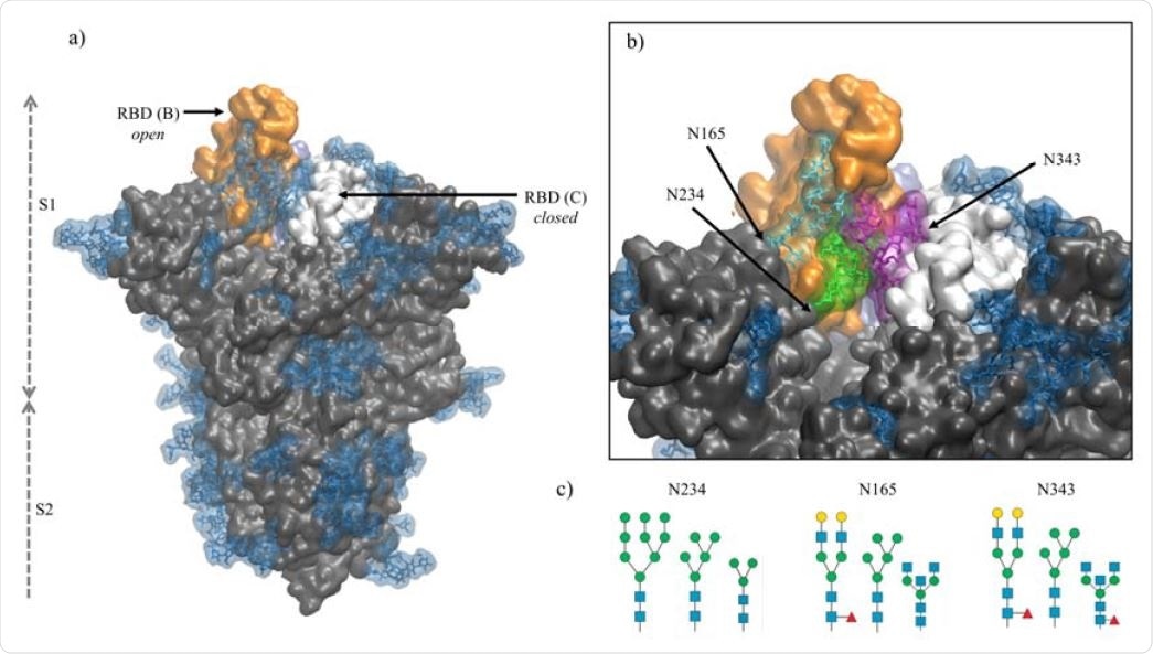 Panel a) Structure of the fully glycosylated SARS-CoV-2 S (PDBid 6VYB)6 ectodomain. The protein is shown in grey with the RBDs of chain B and C highlighted in orange and white, respectively; the glycan shield is highlighted in blue. Panel b) Close up on the open pockets with the N-glycans at the strategic positions N234, N165, and N343 highlighted in green, cyan and purple, respectively. Panel c) N-glycans considered in the different models studied in this work, represented through the SNFG23 and drawn with DrawGlycan24 (http://www.virtualglycome.org/DrawGlycan/). Molecular rendering done with VMD25.