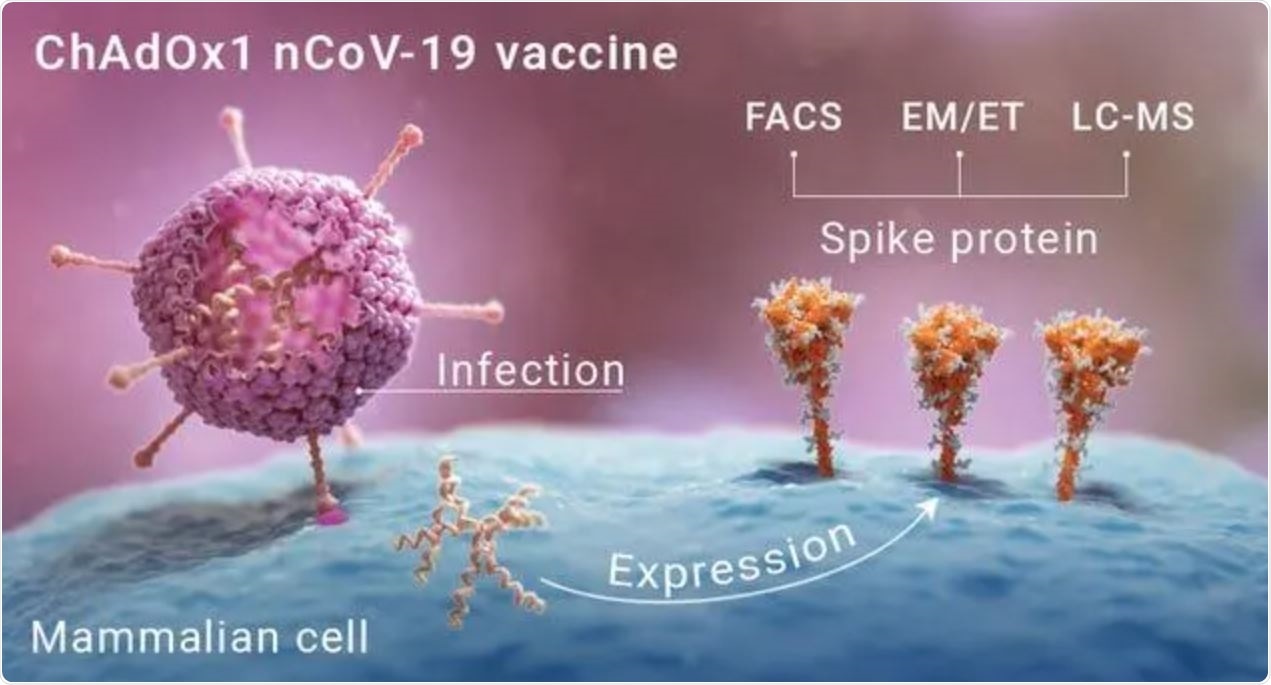 Graphic depicting how the protein spikes form on the surface of cells presented with the vaccine. Image Credit: University of Southampton