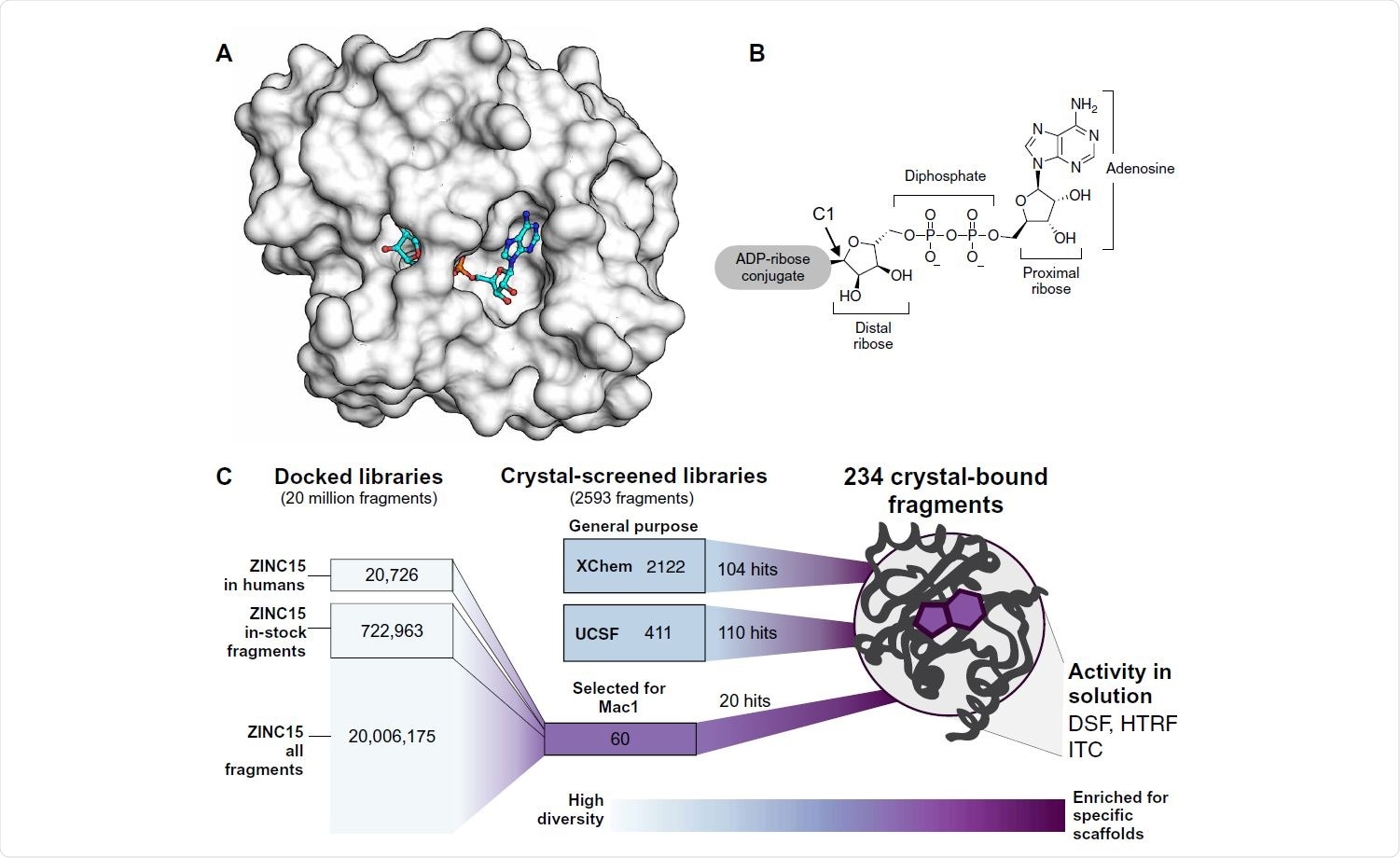 Overview of the fragment discovery approach for SARS-CoV-2 Nsp3 Mac1 presented in this study. (A) Surface representation of Nsp3 Mac1 with ADPr bound (cyan) in a deep and open binding cleft. (B) Nsp3 Mac1 has (ADP-ribosyl)hydrolase activity, which removes ADP-ribosylation modifications attached to host and pathogen targets. ADPr is conjugated through C1 of the distal ribose. (C) Summary of the fragment discovery campaign presented in this work. Three fragment libraries were screened by crystallography: two general-purpose [XChem and University of California San Francisco (UCSF)] and a third bespoke library of 60 compounds, curated for Mac1 by molecular docking of more than 20 million fragments. Crystallographic studies identified 214 unique fragments binding to Mac1, while the molecular docking effort yielded 20 crystallographically confirmed hits. Several crystallographic and docking fragments were validated by isothermal titration calorimetry (ITC), differential scanning fluorimetry (DSF), and a HTRF-based ADPr-peptide displacement assay.