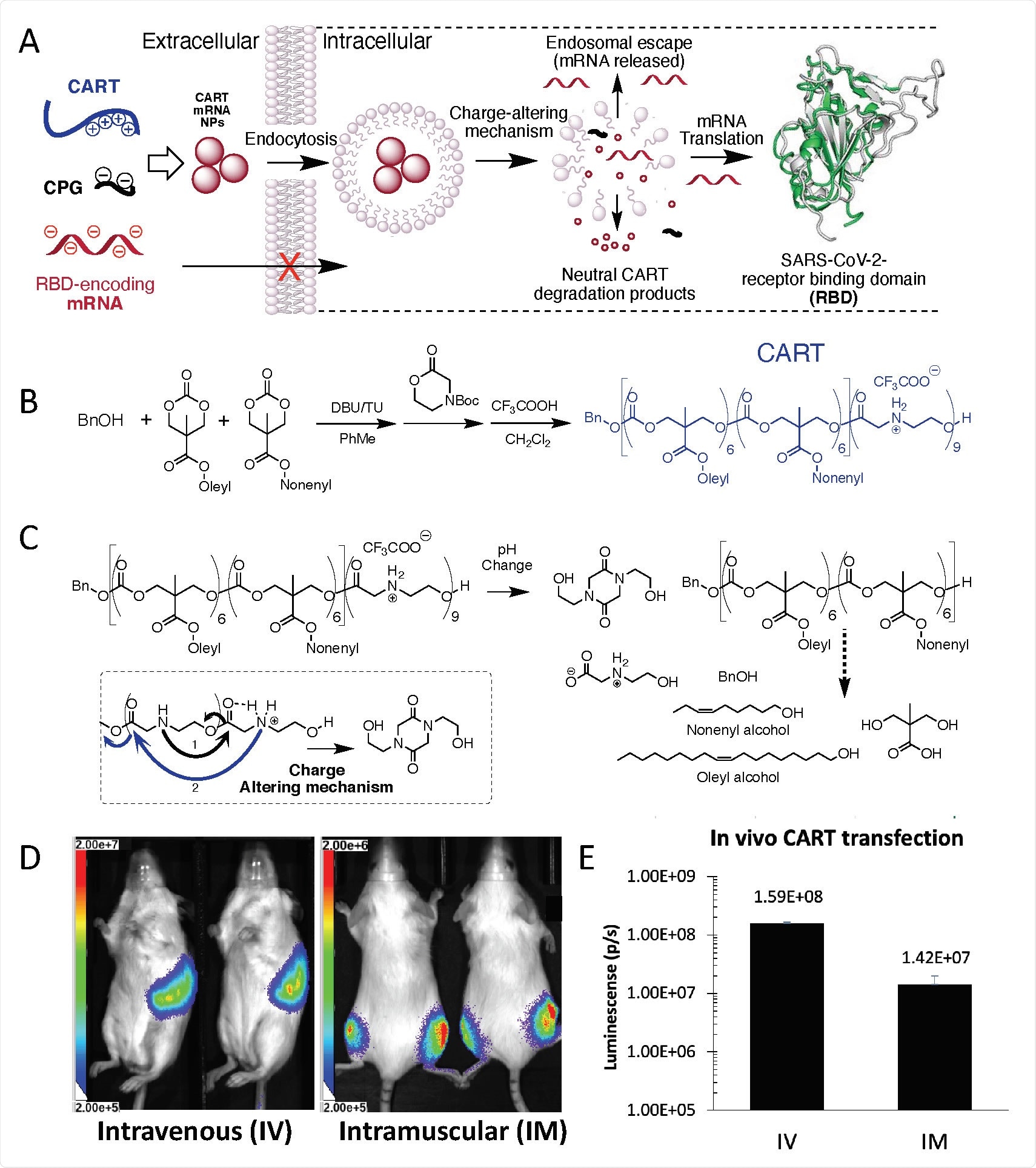 CART delivery platform methodology effectively complexes, delivers and releases mRNA via both systemic and local administration (A) CART electrostatic formulation, cellular uptake, endosomal escape, and translation of SARS-CoV-2 RBD mRNA (B) CART synthesis via ring-opening polymerization (DBU=1,8- Diazabicyclo[5.4.0]undec-7-ene,