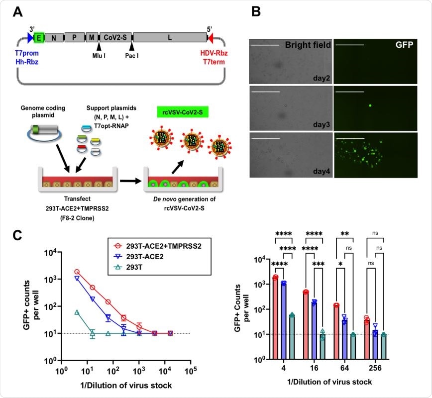 Generation of replication-competent VSV bearing SARS-CoV-2 spike (rcVSV-CoV2-S). (A) Schematic of the rcVSV-CoV2-S genomic coding construct and the virus rescue procedure. The maximal T7 promoter (T7prom) followed by a hammer-head ribozyme (HhRbz) and the HDV ribozyme (HDVRbz) plus T7 terminator (T7term) are positioned at the 3’ and 5’ ends of the viral cDNA, respectively. An EGFP(E) transcriptional unit is placed at the 3’ terminus to allow for high level transcription. SARS-CoV-2-S is cloned in place of VSV-G using the indicated restriction sites designed to facilitate easy exchange of spike variants or mutants. For virus rescue, highly permissive 293T-ACE2+TMPRSS2 (F8-2 clones) cells were transfected with the genome coding plasmid, helper plasmids encoding CMV-driven N, P, M, and L genes, and pCAGS encoding codon-optimized T7-RNA polymerase(T7opt-RNAP). 48-72 hpi, transfected cells turn EGFP+ and start forming syncytia. Supernatants containing rcVSV-CoV2-S are then amplified in Vero-TMPRSS2 cells. (B) Representative images of de novo generation of rcVSV-CoV2-S in transfected 293T-ACE2-TMPRSS2 (F8-2) cells as described in (A). Single GFP+ cells are detectable at 2-3 days post-transfection (dpt). Some of these form a foci of syncytia by 4 dpt. Images are taken by Celigo imaging cytometer (Nexcelom) and are computational composites from the identical number of fields in each well. White bar is equal to 1 millimeter. (C) Left panel: Entry efficiency of rcVSV-CoV2-S in parental 293T cells, 293T stably expressing ACE2 alone (293T-ACE2) or with TMPRSS2 (293T-ACE2+TMPRSS2). Serial dilutions of virus stocks amplified on Vero-TMPRSS2 cells were used to infect the indicated cell lines in 96-well plates in triplicates. GFP signal was detected and counted by a Celigo imaging cytometer (Nexcelom) 10 hpi. Symbols represent the average of 3 replicates with error bars indicating standard deviation. Right Panel: Data from the gray shaded box in the left panel is expanded to show the individual data points at the indicated dilutions. 2 way-ANOVA was used to compare the differences between cell lines at any given dilution. Adjusted p values from Tukey’s multiple comparisons test are given (ns; not significant, * p < 0.05, ** p < 0.01, *** p = 0.001, **** p < 0.001).