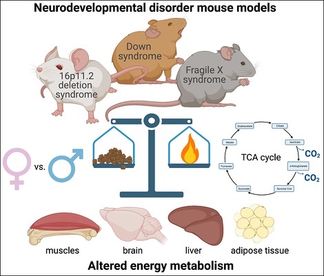 Metabolic dysfunction found in mouse models of neurodevelopmental disorders