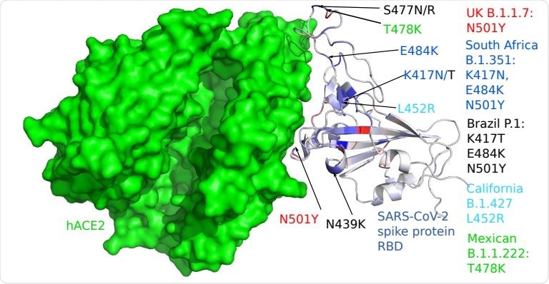 3D structure of human ACE2 (hACE2) and RBD. Color on the RBD structure indicates the BFE changes induced by mutations, where blue means binding strengthening and red means weakening.