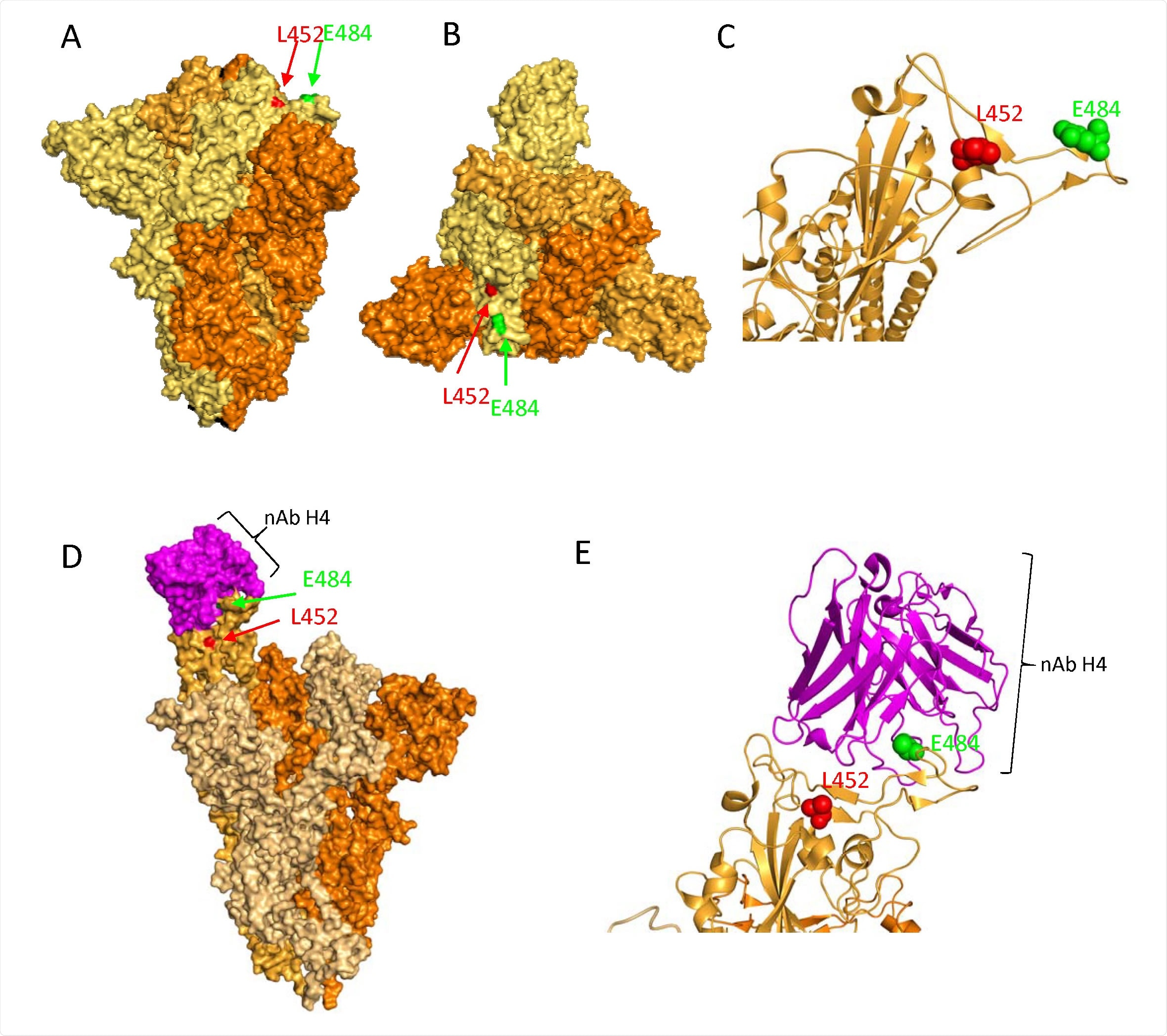 Presence of mutations L452R and E484Q in the RDB of SARS-CoV-2 spike protein. A. Surface representation of the spike protein in closed formation (PDB: 6ZGE) in a vertical view with the location of L452 and E484 mutations highlighted as red and green sphere, respectively. Each monomer in the homotrimer is coloured accordingly B. Surface representation of the same spike protein in closed confirmation in a ‘top-down’ view along the trimer axis. The residues associated with RBD substitutions L452R, and E484Q are highlighted in red and green spheres respectively, on a single monomer. C. Ribbon representation of a single monomer of the same Spike, with residues L452 and E484 highlighted as spheres coloured by element. D. Surface representation of the spike protein in open formation with neutralising antibody H4 (pink spheres, PDB: 7L58, Rapp et al, 2021) bound to one monomer of the spike protein. Residues L452 and E484 are indicated with red and green sphere, respectively. Note that E484 is partially occluded by the bound monoclonal antibody E. Ribbon representation of the interaction between the neutralising antibody H4 and the RBD of a spike monomer. Residue E484 has direct interaction with the antibody, suggesting that mutations at this site may be involved in immune escape.