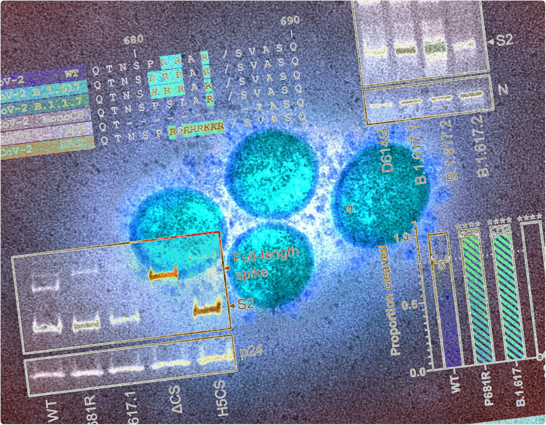 Study: The SARS-CoV-2 variants associated with infections in India, B.1.617, show enhanced spike cleavage by furin. Image Credit: NIAID