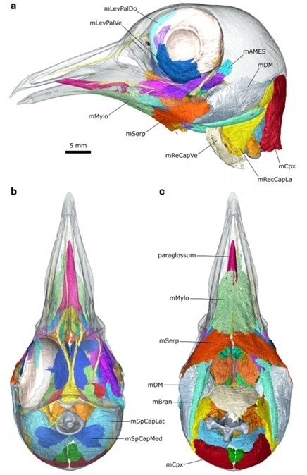 Digital dissection of the head of Columba livia. A) lateral view, B) dorsal view, C) ventral view. Ref: Jones, M.E.H., Button, D.J., Barrett, P.M. et al. Digital dissection of the head of the rock dove (Columba livia) using contrast-enhanced computed tomography. Zoological Lett 5, 17 (2019).
