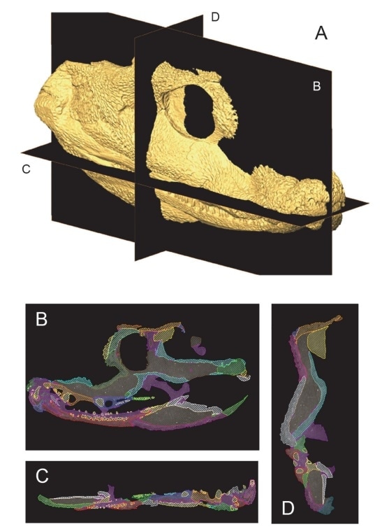 Segmentation of CT data of the extinct tetrapod Acanthostega gunnari. Ref: Porro LB, Rayfield EJ, Clack JA (2015) Descriptive Anatomy and Three-Dimensional Reconstruction of the Skull of the Early Tetrapod Acanthostega gunnari Jarvik, 1952. PLoS ONE 10(3): e0118882.