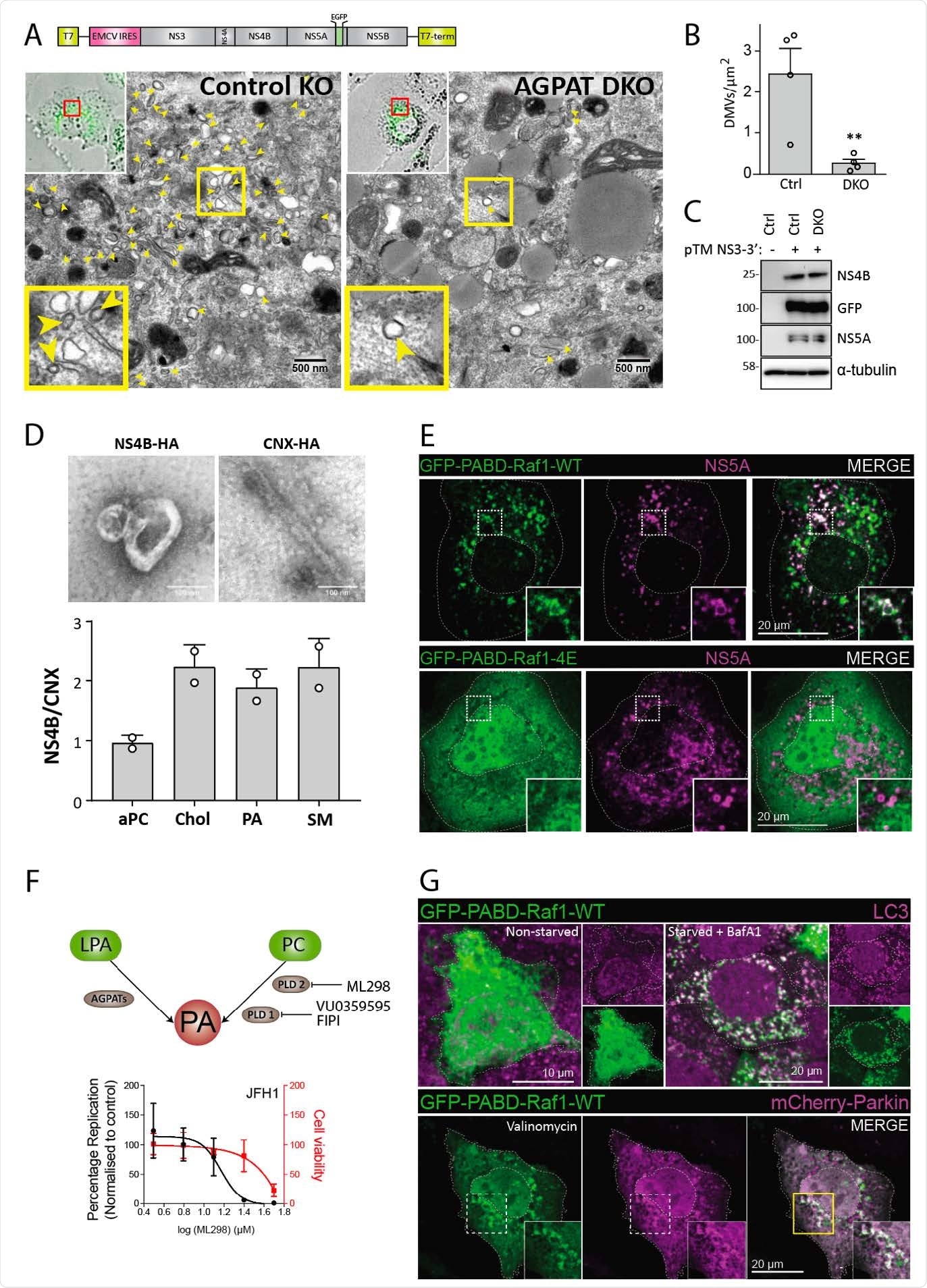 Requirement of AGPATAs for HCV-induced DMV formation and PA. accumulation on HCV-induced DMVs and autophagy-related structures. (A to C) AGPAT1/2 DKO dampens DMV formation induced by HCV. Huh7-derived cells stably expressing the T7 RNA polymerase and containing or not a double knock-out (DKO) of AGPAT1 and 2 were transfected with a HCV replicase-589 encoding plasmid containing a GFP insertion in NS5A (construct pTM NS3-3’/5A-GFP, top panel). Transcripts are generated from the plasmid in the cytoplasm via the T7 promoter and terminator (T7-term) sequence and the HCV NS3 – 5B coding region is translated via the IRES of the encephalomyocarditis virus (EMCV). (A) After 24 h, cells were fixed and subjected to CLEM. Low resolution confocal microscopy images identifying transfected cells are shown on the top left. The area in the red box is shown in the corresponding EM image. Yellow arrow heads indicate DMVs. Insets at the bottom indicate zoomed-in regions. (B) DMVs within whole cell sections were counted and divided by cell area (µm2). Graph shows average and SD from 4 different transfected cells. Cells expressing comparable level of HCV replicase were selected for EM analysis. Significance was calculated by a paired t-test. **, p<0.01. (C) Expression levels of NS4B and NS5A in transfected cells were determined by western blotting. (D) Lipidome analysis of HCV-induced DMVs. Extracts of Huh7 cells containing the subgenomic replicon sg4BHA31R (NS4B-HA) and Huh7 cells stably overexpressing HA-tagged Calnexin (CNX-HA) and control Huh7 cells were prepared as described in supplementary methods and used for HA-affinity purification under native conditions. An aliquot of the sample was analyzed by electron microscopy (top panels) whereas the majority was subjected to lipidome analysis by using mass spectrometry. Values obtained for the NS4B-HA sample were normalized to those obtained for the CNX-HA sample that was set to one. The complete list of analyzed lipids is summarized in data S3. (E) PA accumulation at NS5A containing structures. Huh7-Lunet/T7 cells were transfected with a construct analogous to the one in panel A, but containing a mCherry insertion in lieu of GFP, along with an EGFP-tagged wildtype (WT) or mutant (4E) PA sensor (construct pTM612 EGFP-PABD-Raf1-WT or -4E). Twenty-four hours later, GFP-PABD and NS5A-mCherry were visualized by fluorescence microscopy. White boxes indicate regions magnified in the lower right of each panel. (F) Top panel: Alternate PA biosynthesis pathways via lysophosphatidic acid (LPA) or phosphatidylcholine (PC) catalyzed by AGPATs or PLDs, respectively. Bottom panel: Huh7-Lunet/T7 cells were electroporated with in vitro transcripts of a subgenomic HCV reporter replicon encoding the firefly luciferase. Four hours after transfection, different concentrations of PA synthesis inhibitors were added to the cells and luciferase activities were analyzed at 48 h after electroporation. Graph shows average and SD from 3 independent experiments. Cell viability determined by CellTiter-Glo luminescent assay is indicated with the red line. (G) PA recruitment to autophagy-related structures in selective and non-selective autophagy. Top panel: Huh7-derived cells expressing EGFP623 PABD-Raf-1 were incubated in growth medium (top left panels) or in serum-free medium with 200 nM BafA1 (top right panels) for 3 h. Cells were fixed and stained with a LC3 specific antibody. Bottom panel: For selective autophagy, mCherry-tagged Parkin was co626 expressed with EGFP-PABD-Raf1, followed by incubation with 10 µM Valinomycin to induce mitophagy. Cells were fixed after 3 h, and GFP-PABD and mCherry-Parkin were visualized by fluorescence microscopy. Images in panels E and G are maximum intensity projections.