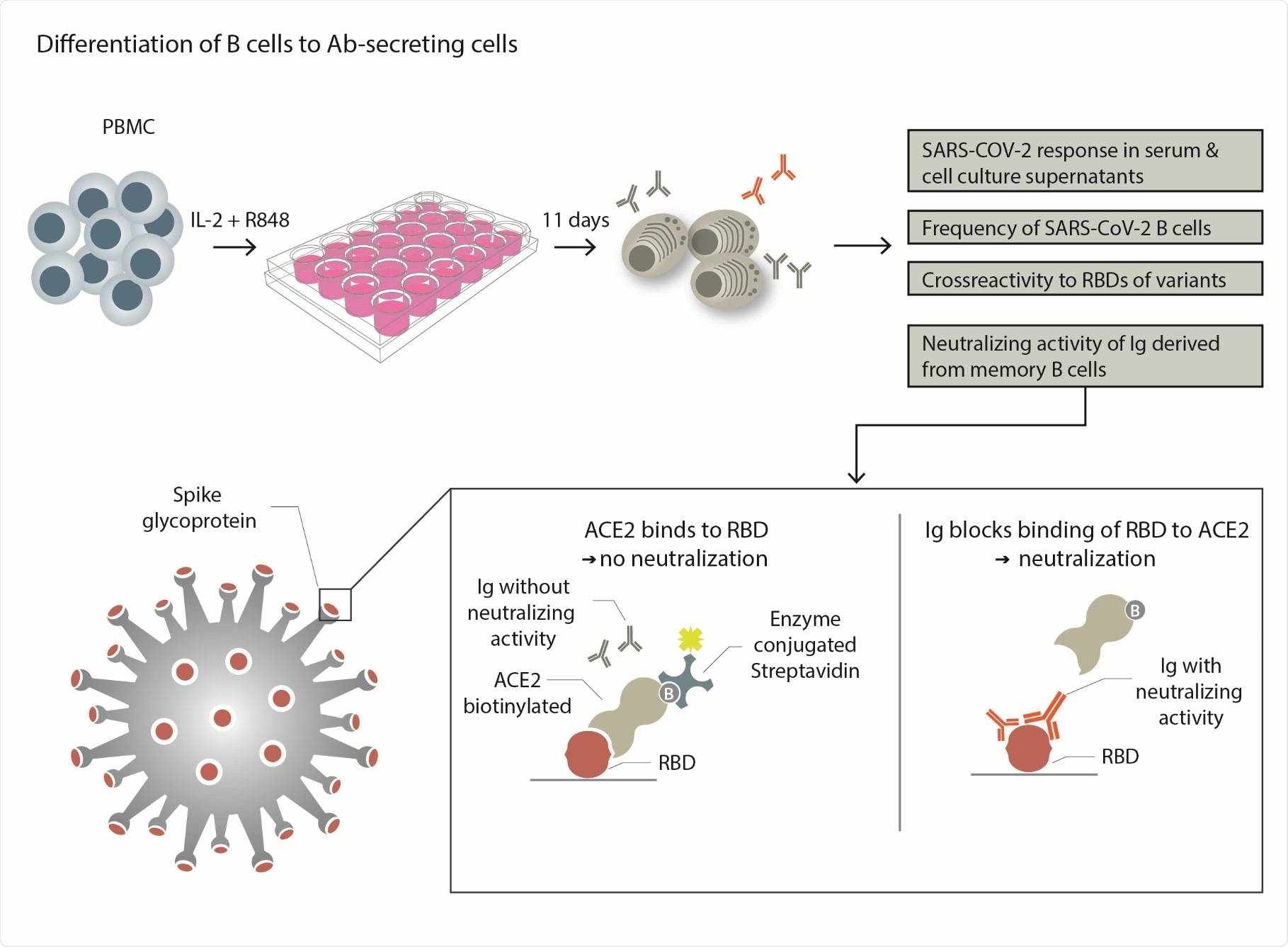 Experimental scheme - PBMCs from each donor were separated into individual wells and stimulated with the TLR7/8 agonist R848 and IL-2 to differentiate to them into Ab-secreting plasmablasts. This was used to compare the serum response to SARS-CoV-2 with that of specific Abs produced in vitro. The frequency of SARS-CoV-2-specific B cells that differentiated into Ab secreting cells was determined. The cross-reactivity to RBDs of emerging variants was tested. The ability of in vitroproduced Abs to block the binding of RBD to its receptor ACE-2 was determined as outlined.