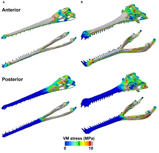 Von Mises stress distribution plots of the skulls of Pelagosaurus (A) and Gavialis (B), simulating a unilateral biting scenario at the anterior and posterior tooth positions. Grey areas represent von Mises stress values higher than 10 MPa. Ref: Ballell, A., Moon, B.C., Porro, L.B., Benton, M.J. and Rayfield, E.J. (2019), Convergence and functional evolution of longirostry in crocodylomorphs. Palaeontology, 62: 867-887.