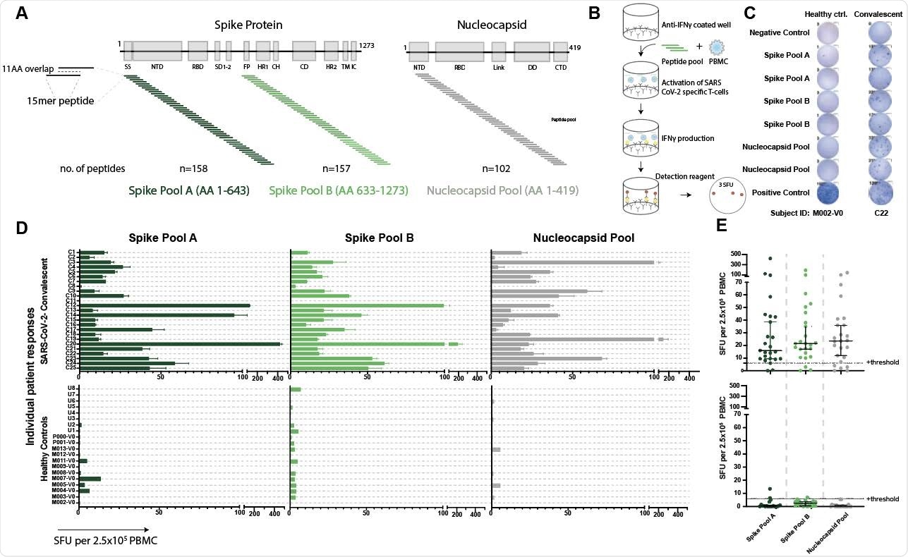 Validated IFNγ ELISpot assay discriminates between SARS-CoV-2 naïve and convalescent T-cell responses. A. SARS-CoV-2 spike and nucleocapsid protein domains with corresponding peptide pools. B. Schematic of IFNγ ELISpot assays. C. Representative ELISpot wells from a healthy control (M002) and a SARS-CoV-2-convalescent donor (C22) with the number of spot forming units (SFU) per 2.5x105 PBMC quantified (number next to well). D. SFU are shown for each subject in the SARS-CoV-2 convalescent (n=25) or healthy control (n=19) groups. Bars represent mean ± standard error of the mean. E. Composite ELISpot results from D. Lines represent median ± 95% confidence intervals. Dotted line indicates the positive threshold of 6 SFU per 2.5x105 PBMC.