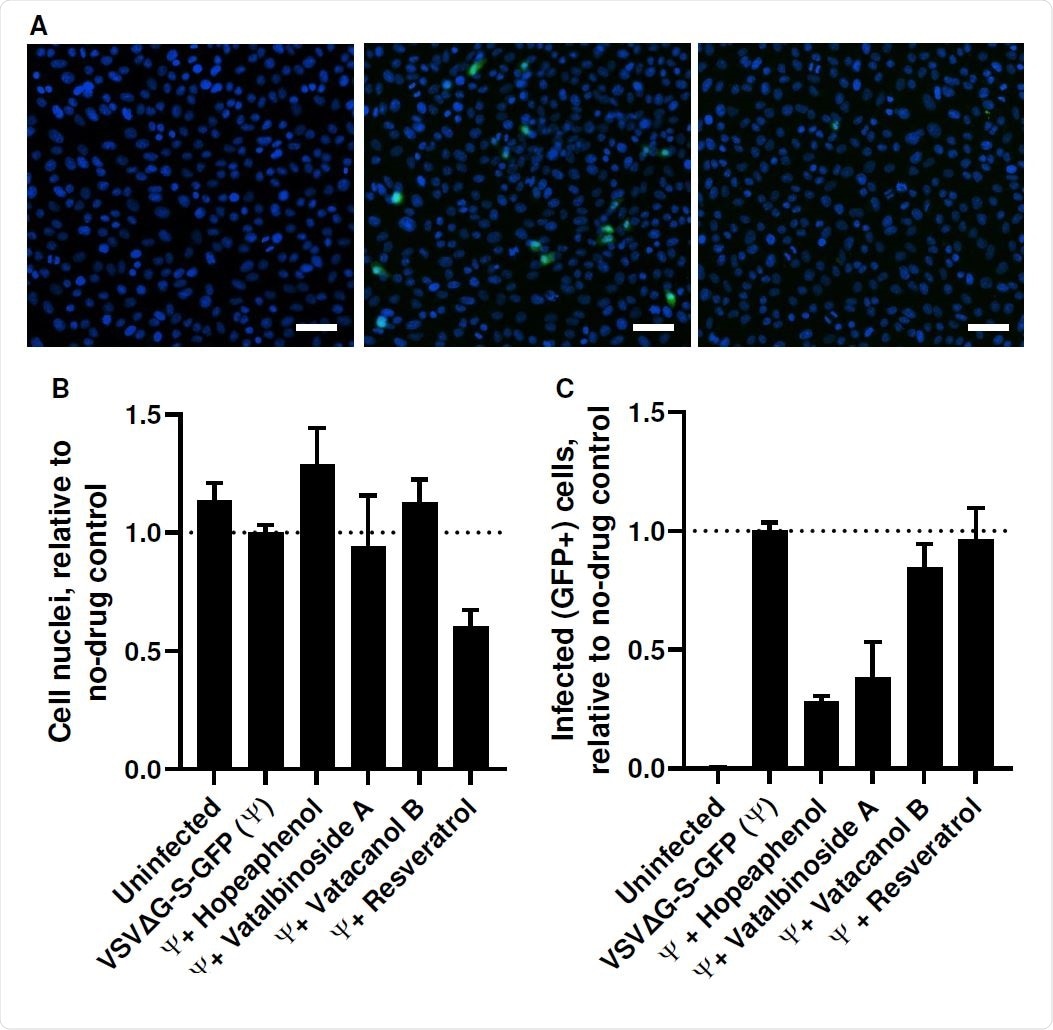 Effects of stilbenoids on inhibition of SARS-CoV-2 Mpro activity. A, Demonstration of recombinant Mpro enzymatic activity on a FRET-based fluorogenic peptide substrate. B, Dose response curves of stilbenoids and control inhibitor GC-376 on Mpro enzymatic activity.
