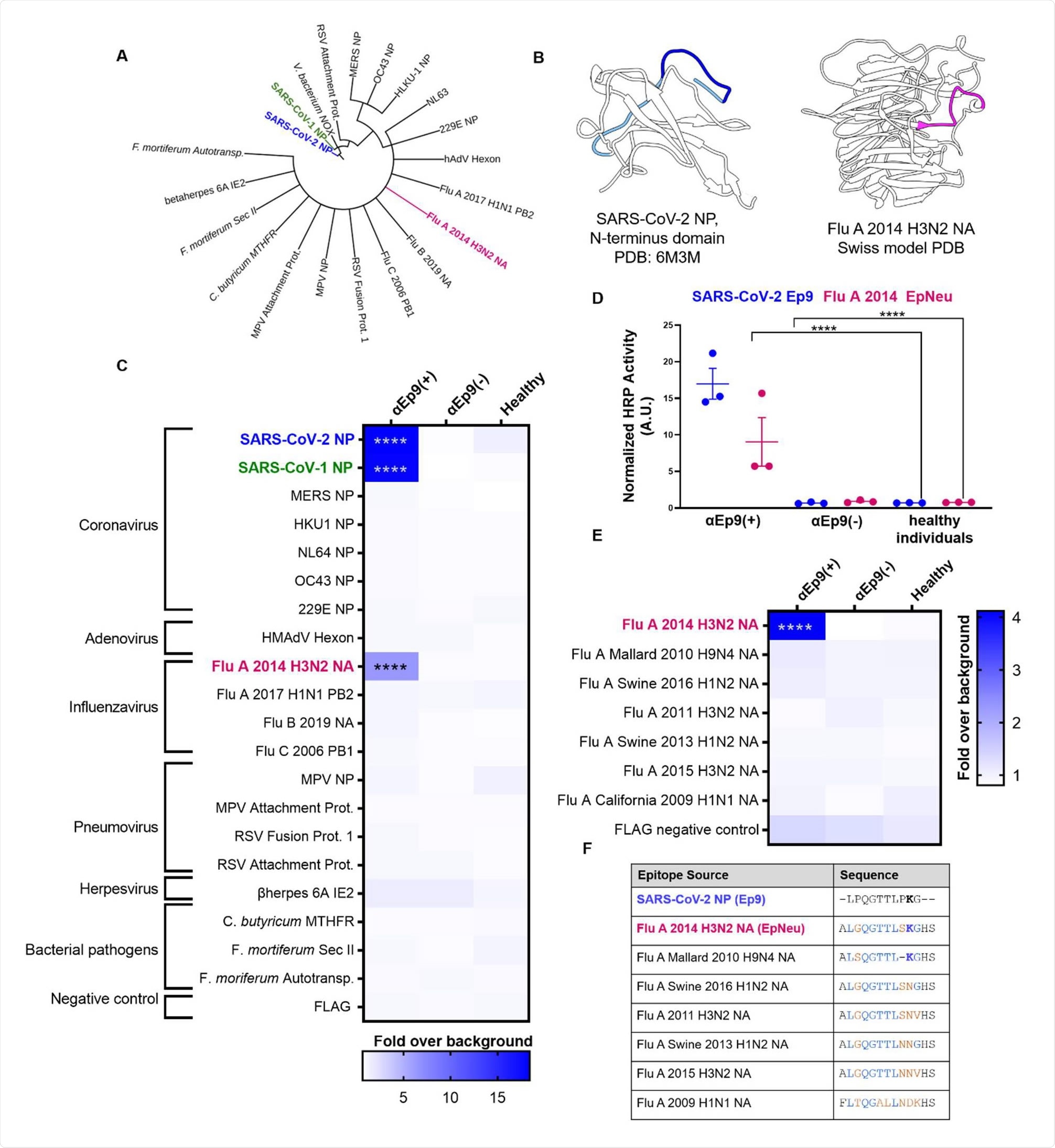 Potential OAS epitopes for binding αEp9 Abs suggested by bioinformatics and tested by phage ELISA. (A) Cladogram depicting sequence homology of the Ep9 sequence from SARS-CoV-2 to the bioinformatics-identified, closest homologs. Sequence alignments used pBLAST and VAST, and the cladogram was generated by iTOL (Letunic & Bork, 2019). (B) Structures of SARS-CoV-2 NP RNA binding domain (PDB: 6M3M) and the Flu A 2014 H3N2 NA protein (modeled by SWISS-Model (Waterhouse et al., 2018)). SARS-CoV-2 NP highlights Ep9 residues (light and dark blue) and the region homologous region to EpNeu (dark blue). The depicted model of Flu A 2014 H3N2 NA highlights the EpNeu putative antigen (pink). (C) ELISAs examined binding of phage-displayed potential OAS epitopes to Abs from three sets of pooled plasma from five αEp9(+) patients, or five αEp9(-) patients. Pooled plasma from healthy patients was an additional negative control. The colors of the heat map represent the mean binding signal normalized to phage background negative controls (signal from phage without a displayed peptide). (D) Expansion of data from panel C shows ELISA signals from the independently assayed individual pools shows results from the individual pools (****p <0.0001 for a two-way ANOVA comparing binding of phage-displayed epitopes listed in panel C to different groups of pooled plasma, ad hoc Tukey test). (E) Using EpNeu as the search template to generate homologous sequences (shown in next panel), ELISAs examined EpNeu homologs’ binding to pooled plasma from αEp9(+), αEp9(-), or healthy individuals. The data are represented as described in panel C (****p <0.0001 for two-way ANOVA c phage-displayed epitopes, ad hoc Tukey and Dunnett’s test as shown). (F) Amino acid sequence alignment of the closely related Flu A NA homologs of EpNeu from pBLAST(Altschul et al., 1997). Blue and orange residues represent conserved and mismatched amino acids, respectively, relative to Ep9. Bolded residues are important for epitope recognition by αEp9 Abs. Here, the term Flu refers to influenza.