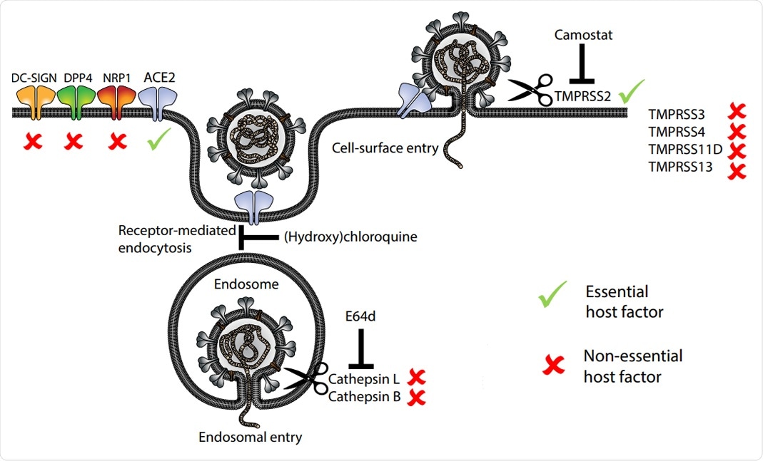 Model of host entry receptors and proteases involved in the entry of SARS-CoV-2. Essential and non essential host factors based on the phenotypes in IO mutants are marked