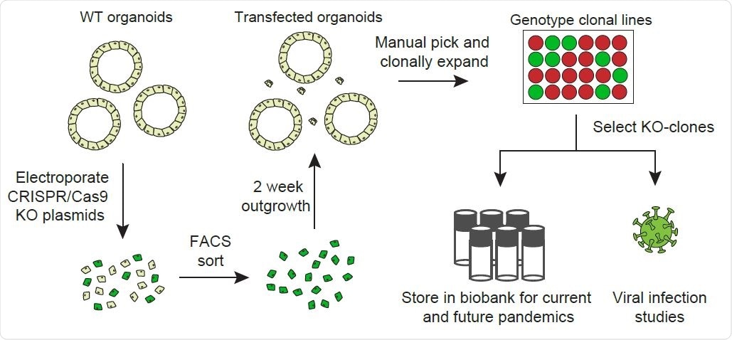 Overview of the workflow of generation of gene knockouts.
