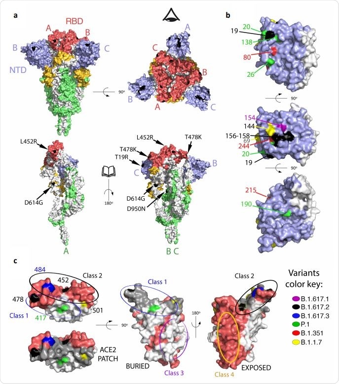 Mapping mutations on B1.617.2 and other variants of concern to the Spike surface. a. The Spike protein trimer (PDB:6XR8, corresponding to a closed spike trimer with all three RBDs in the “down” conformation) is shown with its surface coloured according to domains: NTD blue, RBD red, the remainder of S1 yellow and S2 green. Interfaces between protomers were left white to help visualize the protomers’ boundaries. The three polypeptide chains in the trimer were arbitrarily defined as A, B and C, labelled to identify NTD (blue) and RBD (red) in the same protomer. Surface patches corresponding to residues mutated in the B.617.2 variant are colored in black. The top panels display two orthogonal views. The bottom panels show the trimers with subunit A in the same orientation as in the panel on top, and subunits B and C rotated 180 degrees to show the trimer interface (buried regions in the trimer are left white). The eye icon on the top right panel serves to indicate the view point for the bottom right panel, after removing chain A to display internal surfaces. The mutations in B.617.2 are labelled in the bottom panel. b. Details of the NTD surface, with mutations that appeared in the indicated variants. c. RBD shown in three orthogonal views. the left panel is viewed down the surface that binds ACE2, with the surface buried in the complex with ACE2 superposed in grey in the lower panel (labelled “ACE2 patch”). The mutations on the variants are labelled. The middle panel shows the RBD surface buried in the closed spike trimer. The right panel shows its exposed surface. Note that the mutations on the RBD cluster all around the ACE2 patch. Panels were prepared with The PyMOL Molecular Graphics System, Version 2.1 Schrödinger, LLC.