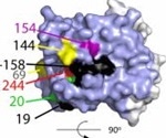 B.1.617.2 variant of SARS-CoV-2 is partially resistant to antibody-mediated neutralization