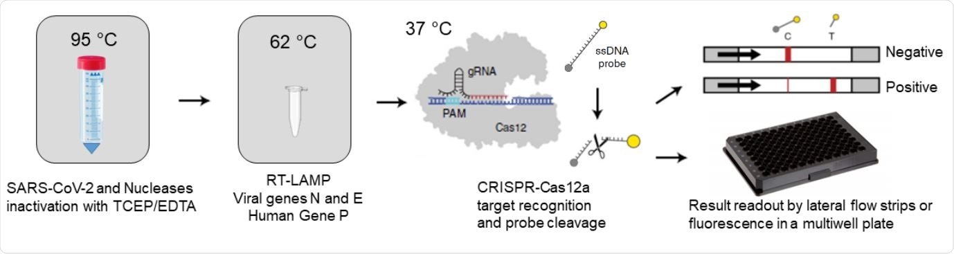 RCSMS detection workflow. Upon saliva treatment with TCEP/EDTA, 2 µl of inactivated sample are added to a 10 µl RT-LAMP reaction. A 2 µl aliquot of the RT-LAMP product is then mixed with the RNP complex consisting of Cas12 and RNA guides. Recognition of viral target sequences by the RNP complex triggers the collateral activity of Cas12a, resulting in the cleavage of ssDNA reporter probes. For immunocromatographyic (qualitative) readout, a lateral flow strip is then inserted into the CRISPR-Cas12a reaction tube or well. Within two minutes, uncleaved reporter molecules flow and accumulate into the control capture line of the strip (C band in the image), whereas cleaved reporter molecules flow towards the target capture line of the strip (T band in the image), (adapted from Broughton et al. (8) and Patchsung et al. (18)). For fluorescence (quantitavite) readout, CRISPR-Cas12a reactions are recorded in real-time over 10 min using an automated plater reader; cleaved reporter molecules yield a bright fluorescent signal