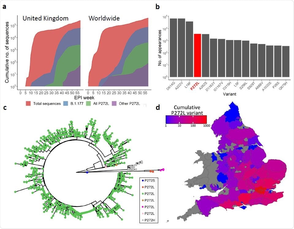 SARS-CoV-2 variation in the immunodominant Wuhan-YLQPRTFLL dominant HLA A*02:01- restricted CD8 T-cell epitope. a, Cumulative frequency of all sequences; sequences in the B.1.177 lineage; and sequences possessing the P272L variant, both in B.1.177 and other lineages across the United Kingdom (left) and worldwide (right). Total number of P272L variants by nation, binned into periods of 10 epidemiological (EPI) weeks is shown in Supplementary Figure 1. b, Top 15 most frequently observed variants observed in worldwide Spike glycoprotein sequence data in lineage B.1.177. Data for all lineages is shown in Supplementary Figure 3. c, Phylogenetic tree showing 1227 taxa with variants at Spike position 272, with colours indicating subtrees representing potential independent mutations, computed by ASR on a larger tree of 200 221 taxa (not shown). d, Total number of sequences possessing P272L variant in England and Wales per administrative region up to and including 31st January 2021.