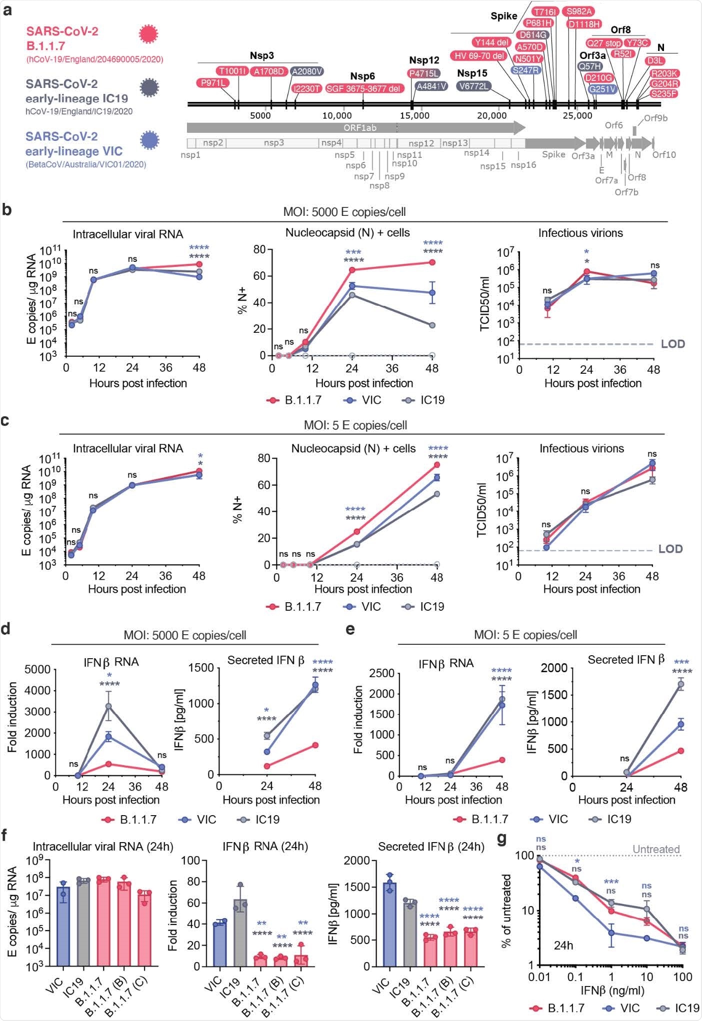 SARS-CoV-2 B.1.1.7 antagonises innate immune activation more efficiently than earlylineage isolates. a. SARS-CoV-2 viruses compared in this study. Protein coding changes in B.1.1.7