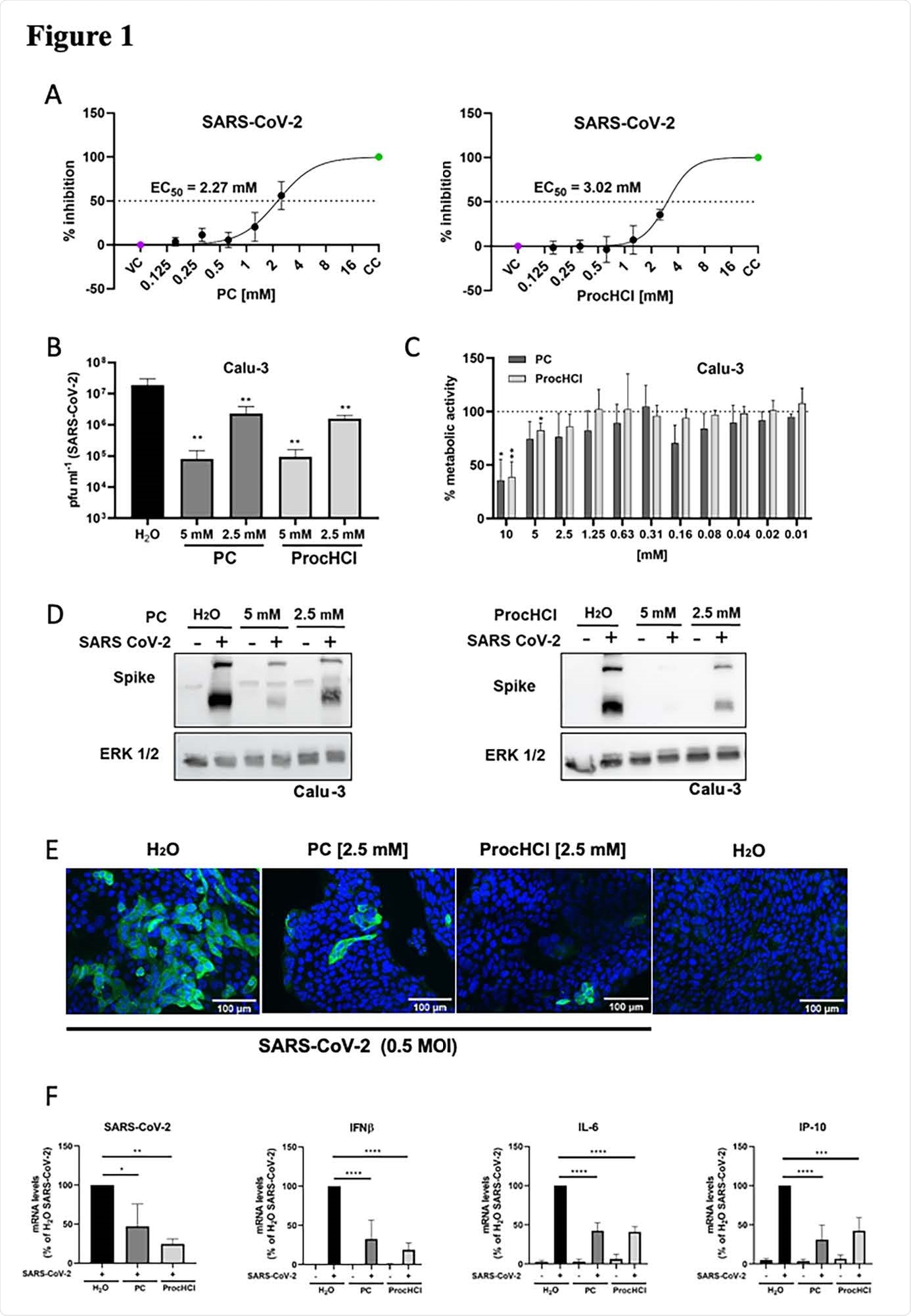 ProcCluster® and Procaine-hydrochloride inhibit SARS-CoV-124 2 infection in vitro. Vero-76 cells (A) or Calu-3 cells (B-F) were infected with SARS-CoV-2 (A-B, D-F) or left uninfected (C) in absence and presence of the indicated substances (A-F). (A) The relative amount of surviving cells was measured to determine the effective concentrations 50 % (EC50) of PC and ProcHCl. (B) Virus titres were examined by standard plaque assays. (C) Proliferation of Calu-3 cells was analysed by MTT assay. (D) Protein synthesis of SARS-CoV-2 spike protein was visualized by western-blotting and equal protein load was verified by detection of the housekeeping protein ERK 1/2. (E) Immunofluorescence microscopy shows SARS-CoV-2 spike protein expression (green) and the nuclei were stained with Hoechst-33342 (blue). (F) The mRNA synthesis of SARS-CoV-2 (N1), cellular IFN-b, IL-6 and IP-10 were quantified by qRT-PCR. Data represent the mean + SD of three (A, B, F) or four (C) independent experiments, including two technical samples (*p < 0.05; **p < 0.01; *** p < 0.001; **** p < 0.0001).