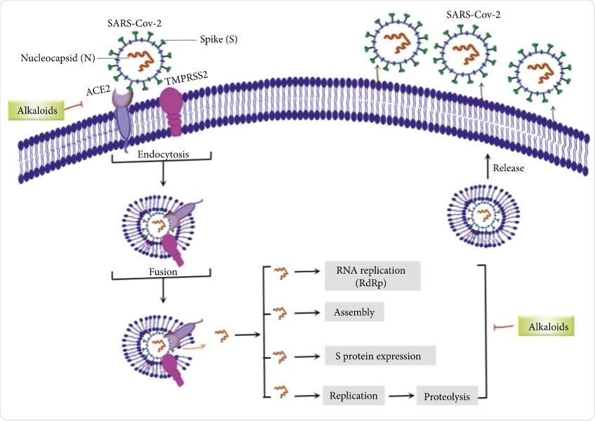 Major targets of alkaloids in combating SARS-CoV-2. ACE2: angiotensin-converting enzyme 2, TMPRSS2: transmembrane serine protease 2, and SARS-CoV-2: severe acute respiratory syndrome coronavirus-2.