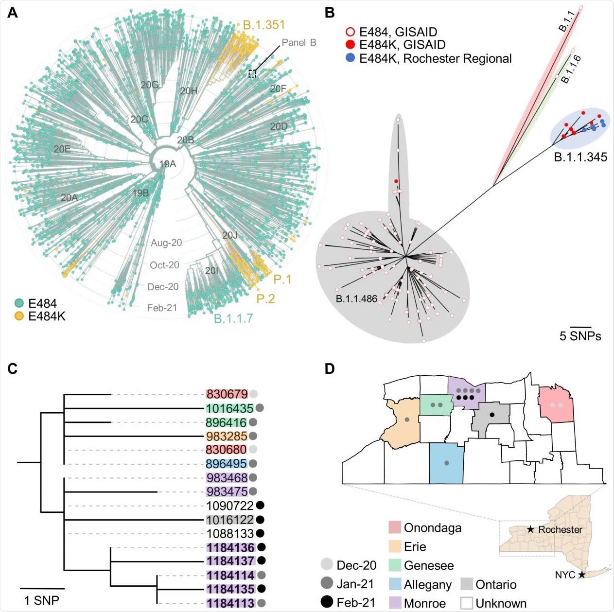 Emergence of the E484K mutation in B.1.1.345 SARS-CoV-2 isolates from Upstate New York. (A) Time-scaled, global phylogeny of 3,960 SARS-CoV-2 genomes sampled between Dec 2019 and Mar 2021 (modified from Nextstrain (https://nextstrain.org) dashboard). A full table of acknowledgements for the data included in this phylogeny is available in the supplement (Table S3). Major clades (Nextstrain nomenclature), variants (literature) and lineages (Pangolin) are indicated. Strains are colored based on the presence of a glutamic acid (E, teal) or lysine (K, 243 orange) at position 484 of the spike protein. (B) SNP-based, unrooted phylogram of B.1.1.345, B.1.1.486, B.1.1 and B.1.1.6 variants (colored shading) collected from New York State between October 2020 and March 2021 (n = 129). Empty circles indicate strains with Glutamic acid (E) at residue 484 of the spike protein while filled circles indicate those with Lysine (K) at that position. Genomes obtained from GISAID (www.gisaid.org) (Table S1 and S2) are shown with a red circle. Genomes newly described in this report are shown in blue (note that only four out of five circles are visible as two samples from a single patient were identical). (C) SNP-based, mid-point rooted maximumlikelihood phylogeny of sixteen monophyletic B.1.1.345 strains carrying the E484K mutation. Both comparator (Table S2) and newly sequenced isolates (bold font) are labeled using their GISAID Accession ID. Where known, the county (colored label) and collection date (colored circle) are indicated. For both panels B and C, the number of SNPs separating each strain can be inferred from the respective scale. (D) Map of the Finger Lakes region indicating the origin of fourteen B.1.1.345 strains carrying the E484K mutation (county of origin was not available for 1 isolate and the other is a duplicate sample from one patient). Inset map of the entire New York State and landmark cities are provided for geographical context.