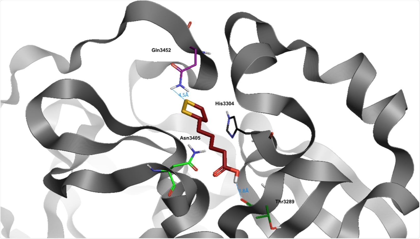 Docking position of α-lipoic acid (dark red) in the main protease of SARS-CoV-2 virus binding site. Water and hydrogen were omitted for clarity. Alpha-lipoic acid shows an excellent dG (−8006) (Table 3). Naturally, the small steric footprint of this compound allows it to enter into the bonding site with ease. It also establishes stable hydrogen bridges throughout the dynamics time with Thr3289, through the carboxylic group of the molecule, and with Gln3452 via an NH-S bond.