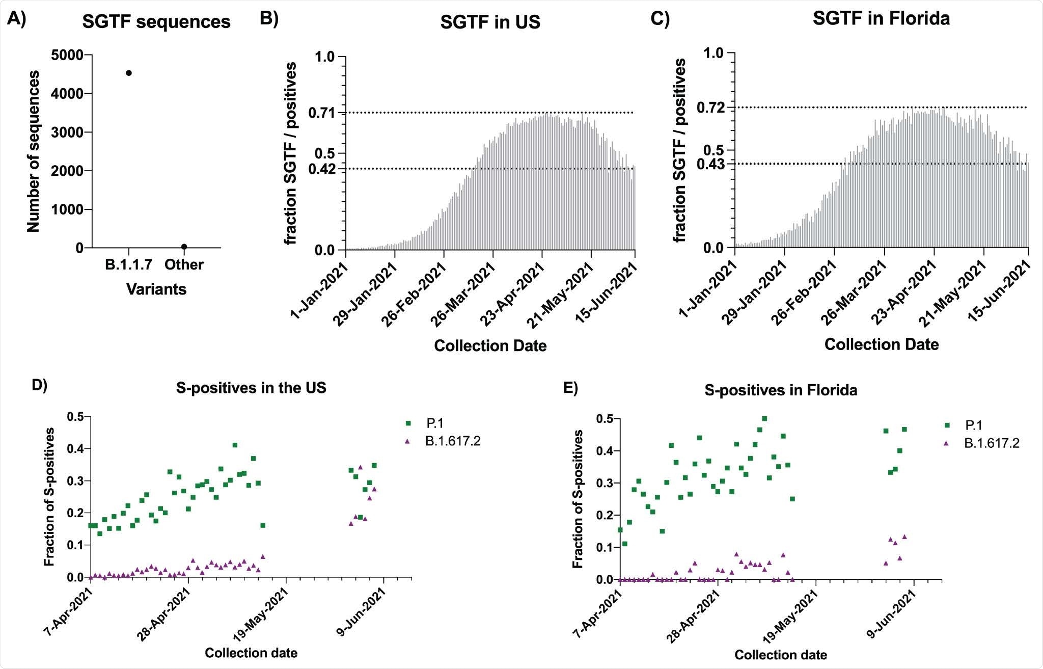 B.1.1.7 is being replaced by B.1.617.2 and P.1 in the United States. A) Counts of S-Gene Target Failure (SGTF) sequenced in May and June 2021 that were B.1.1.7 or Other variants. B) Fraction of SGTF to total positives per day in the US. The two dotted lines correspond to the maximum level observed in the US (71%) and the current level (42%). C) Fraction of SGTF to total positives per day in Florida. The two dotted lines correspond to the maximum level observed in Florida (72%) and the current level (43%). D) Fraction of S-positives sequenced that were either B.1.617.2 (purple triangles) or P.1 (green squares) by day in the US. No sequences were available from May 14 to June 2 2021. E) Fraction of S-positives sequenced that were either B.1.617.2 (purple triangles) or P.1 (green squares) by day in the US.