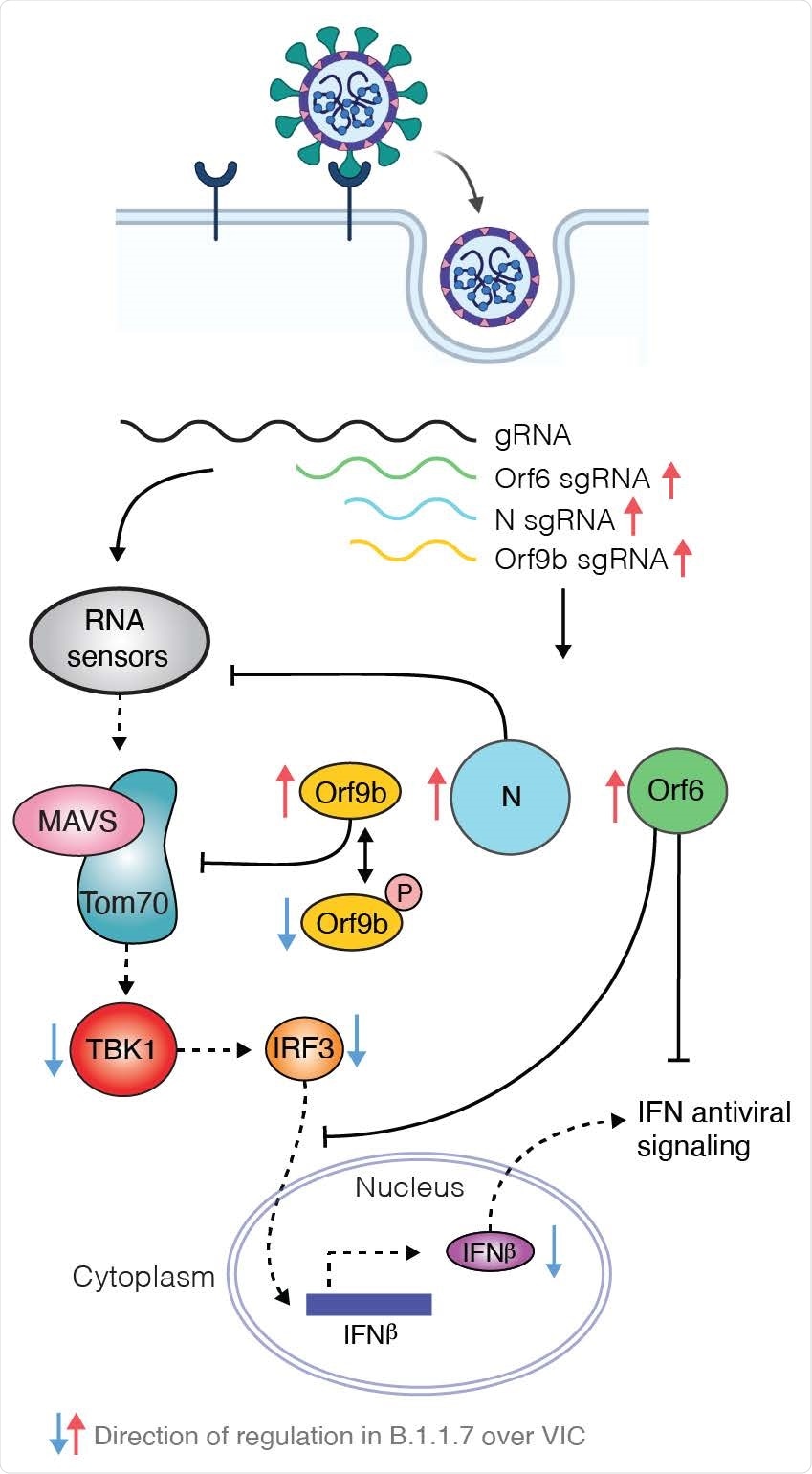 Model schematic depicting how B.1.1.7 antagonises innate immune activation. Highly transmissible SARS-CoV-2 B.1.1.7 has evolved to more effectively antagonise the innate immune response. SARS-CoV-2 wave one isolates activate a delayed innate response in airway epithelial cells relative to rapid viral replication, indicative of viral antagonism of innate immune responses early in infection. It is known that Orf9b, Orf6 and N are innate immune antagonists, acting at different levels to inhibit RNA sensing. Orf6 inhibits IRF3 and STAT1 nuclear translocation13,24, N prevents activation of RNA sensor RIG-I16 and here we show that Orf9b inhibits RNA sensing through interaction with TOM70 regulated by phosphorylation. We find that B.1.1.7 has evolved to produce more sgRNA for these key innate immune antagonists leading to increased protein levels and enhanced innate immune antagonism as compared to first wave isolates.